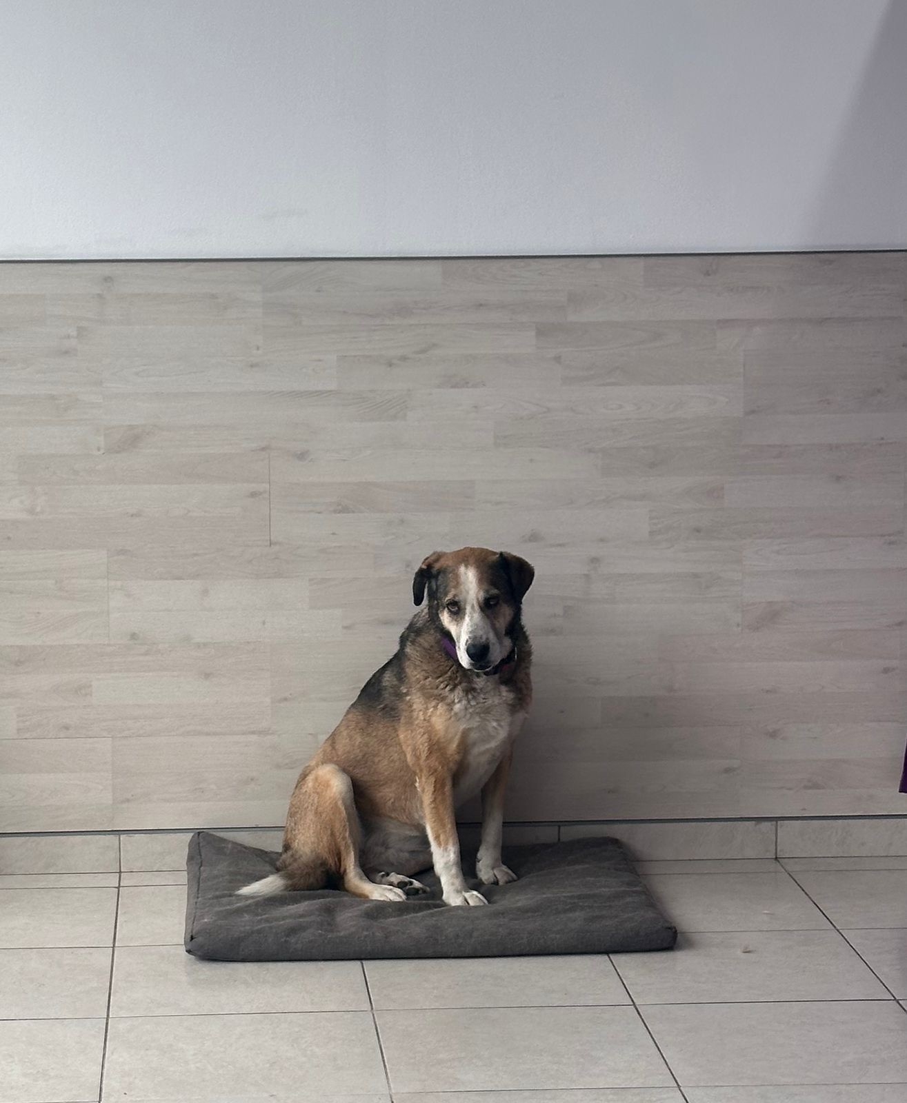 Найдена собака в Сочи — фото объявления