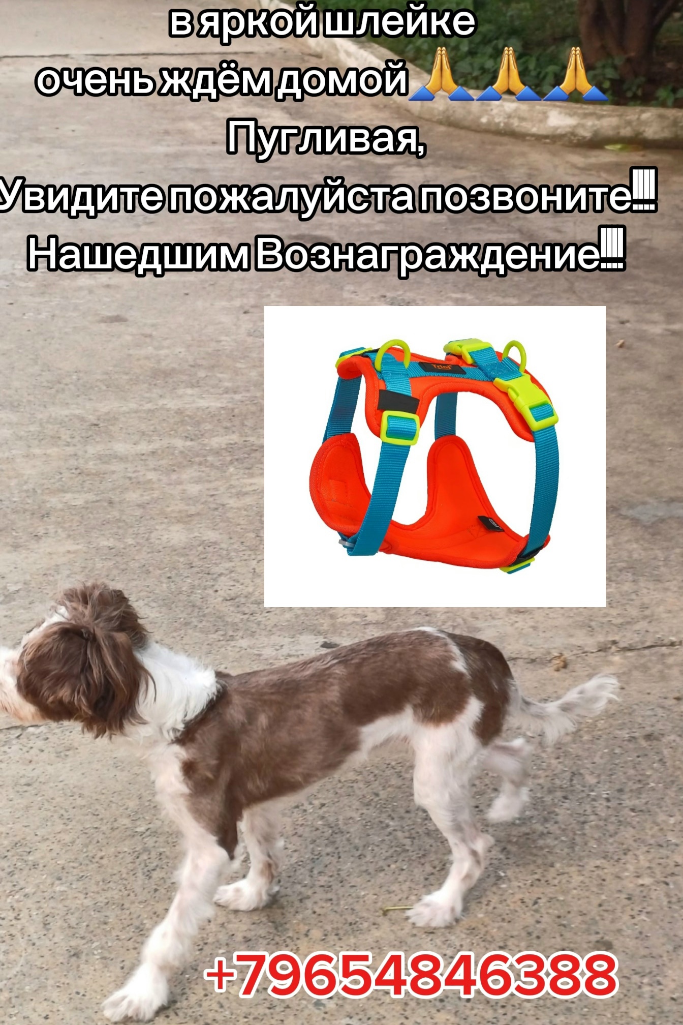 Объявление о питомце в Сочи — фото объявления
