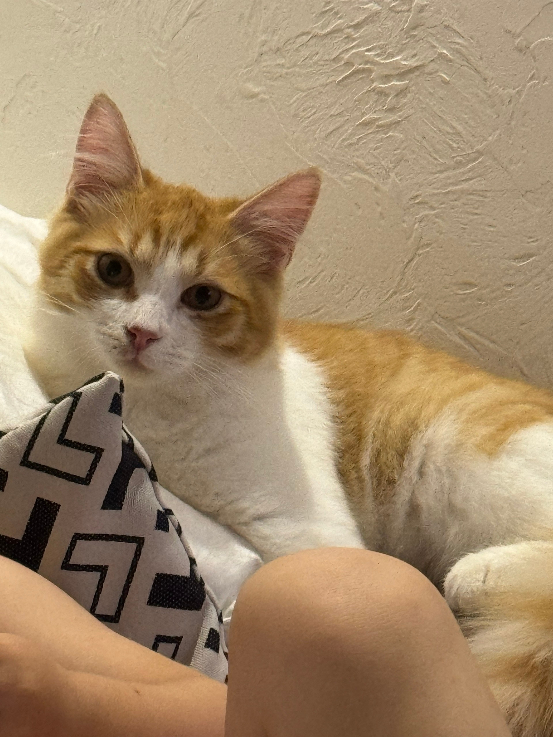 Пропала кошка в Кирове — фото объявления