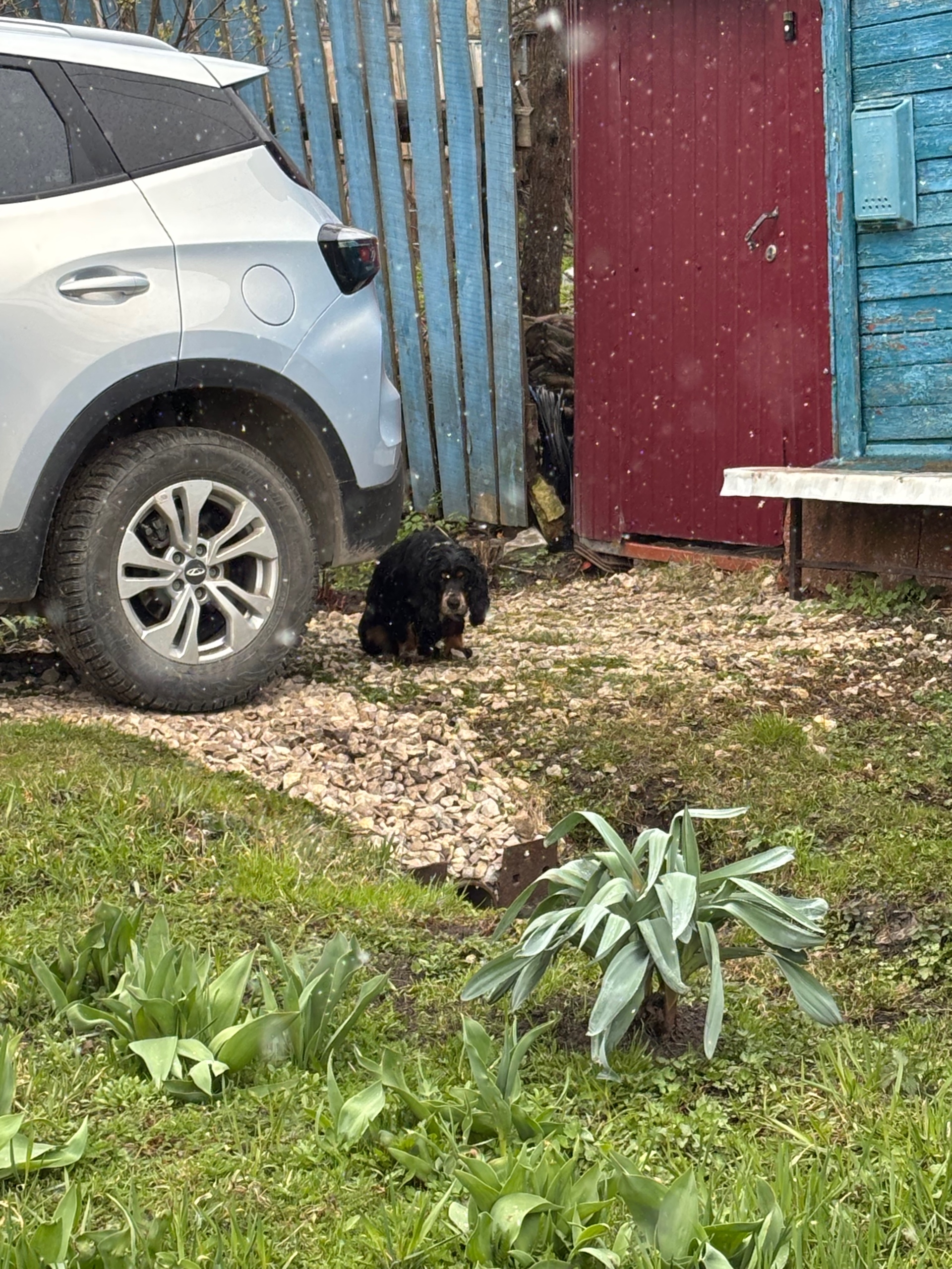 Пропала собака в Туле — 20.04.2026г. приблизительно в 13:15 в частном секторе на ул. Токарева рядом с железной дорогой, бегает…