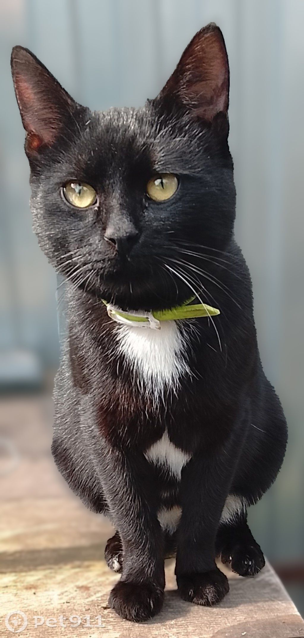 Найдена кошка в Туле — фото объявления