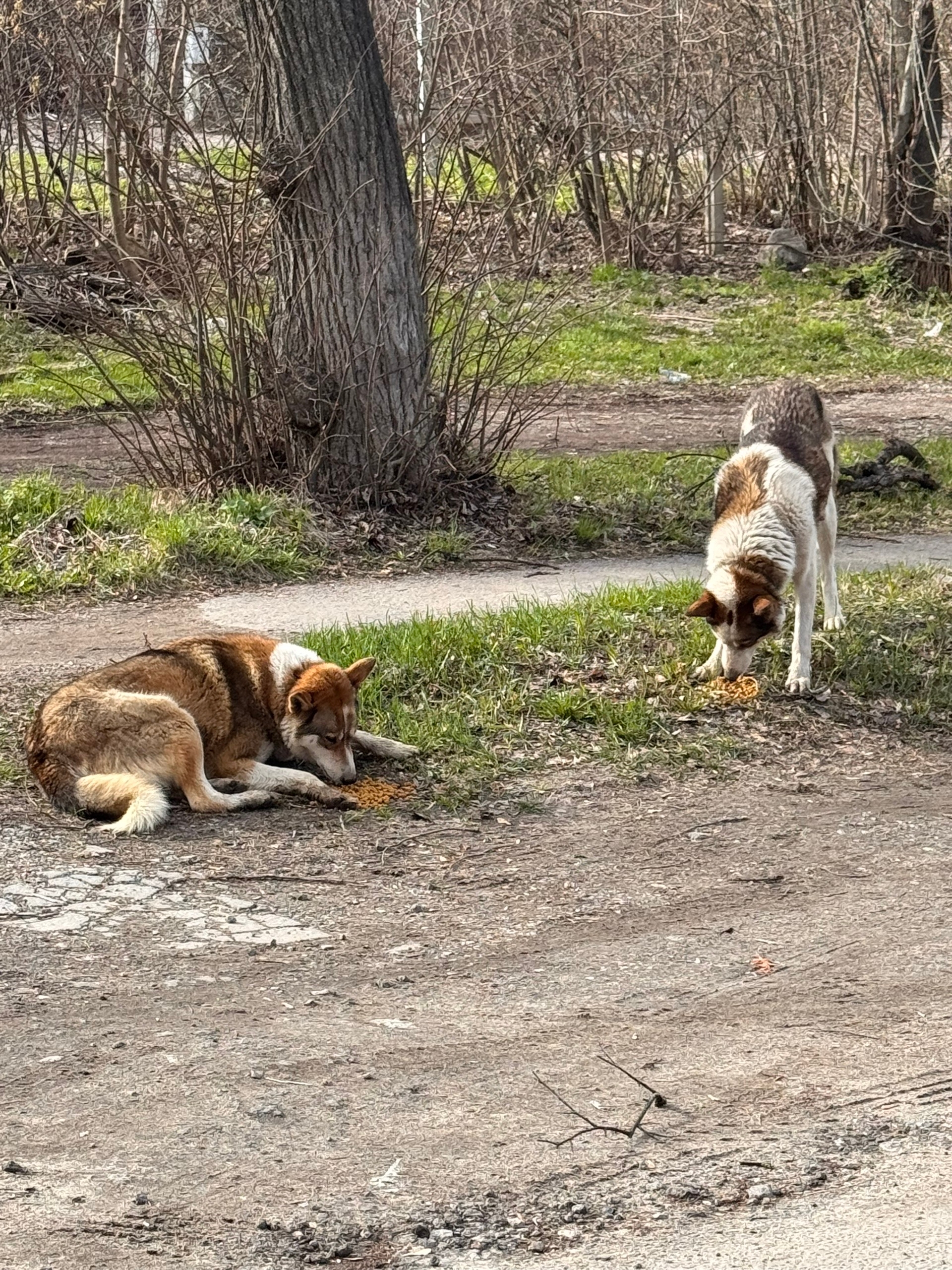 Объявление о питомце в Туле — фото объявления