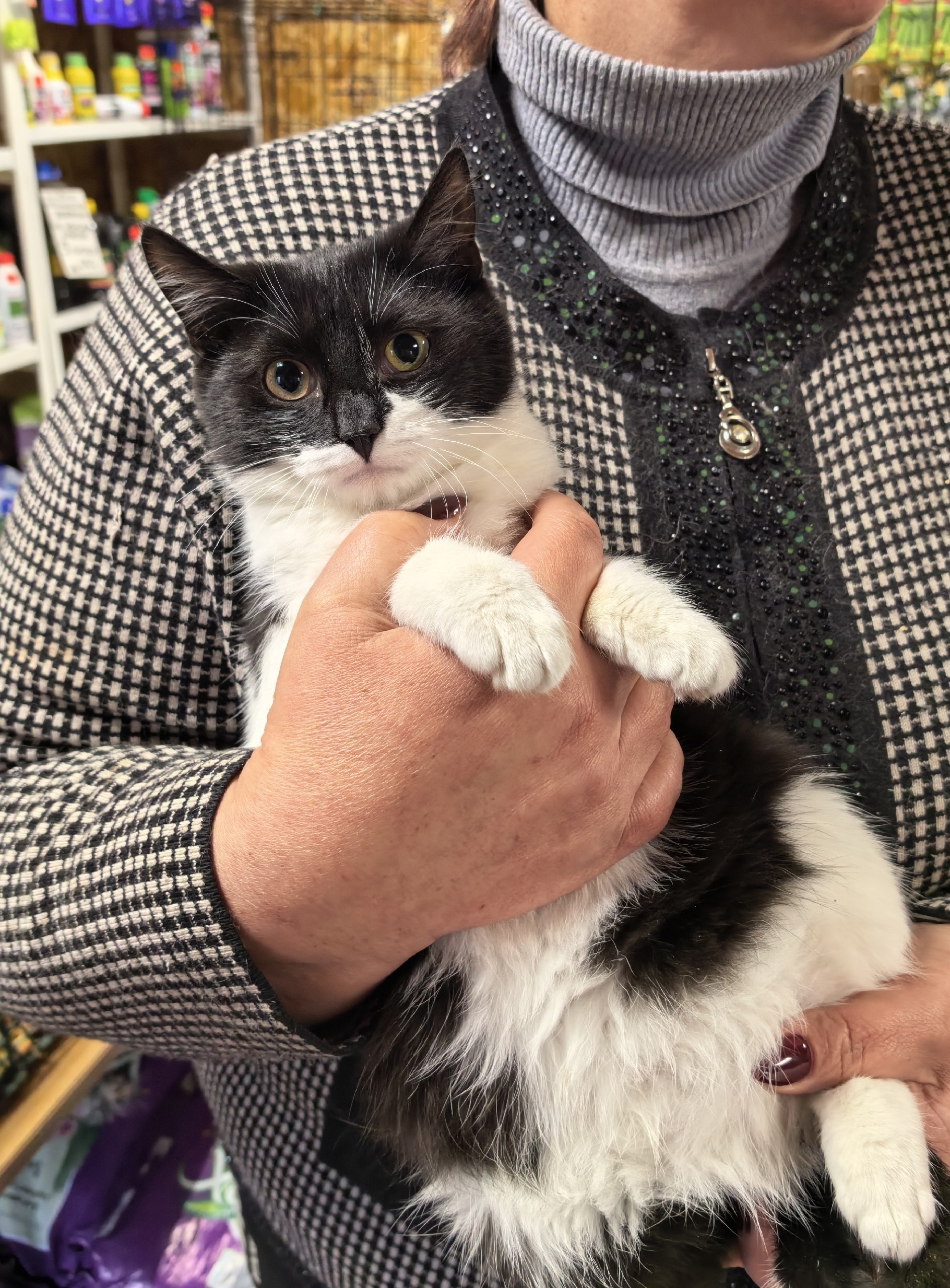 Пропала кошка в Туле — фото объявления