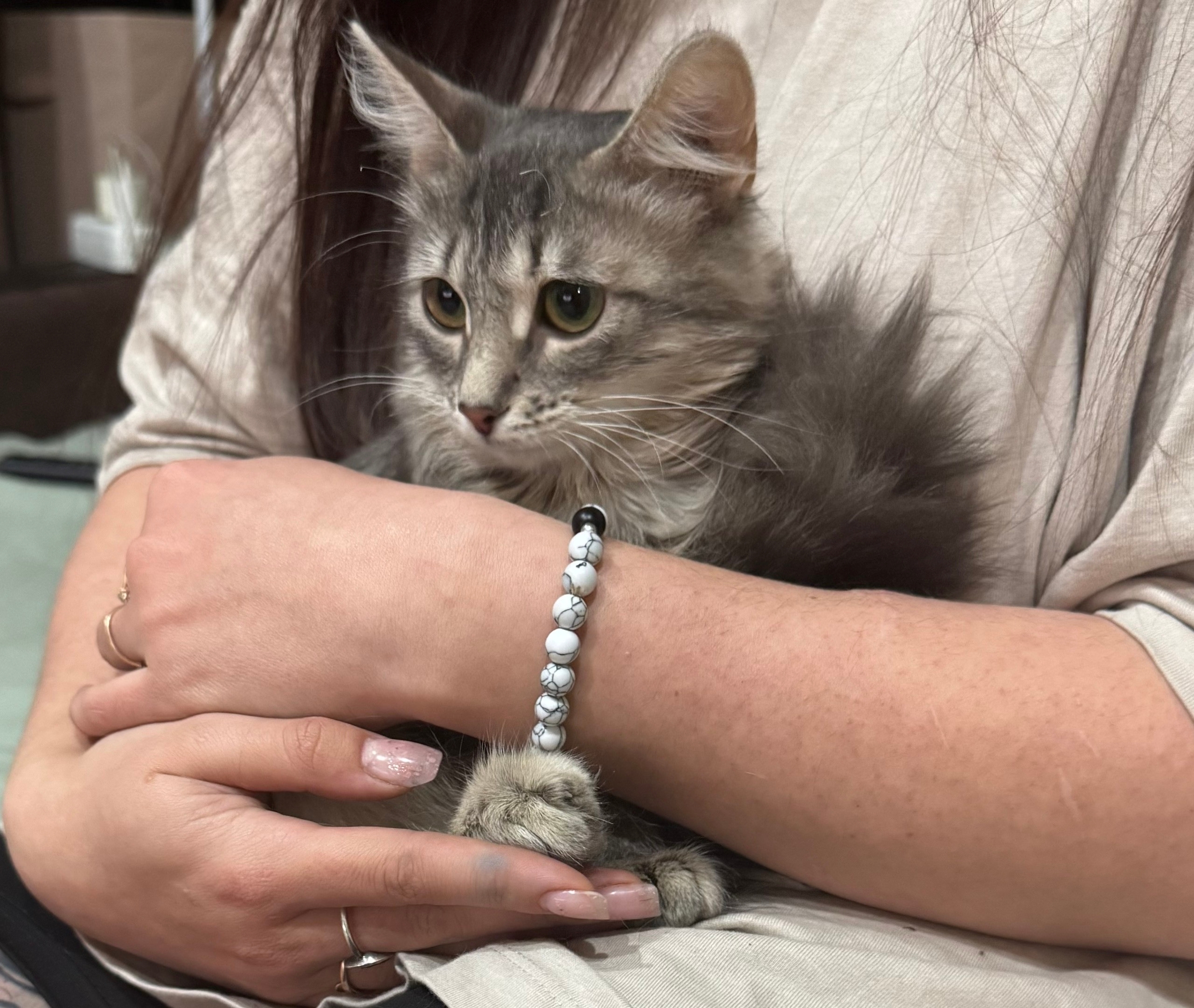 Найдена кошка в Туле — фото объявления