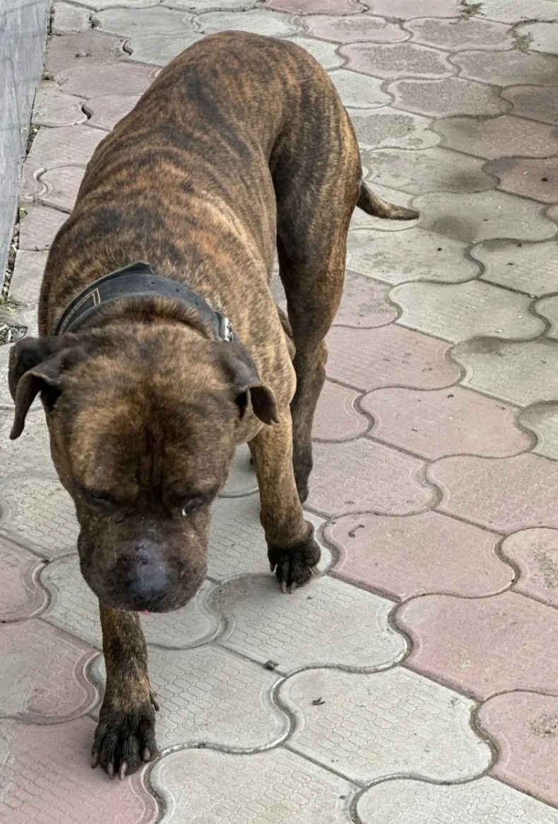 Пропала собака в Астрахани — Возле налоговой Советского района бегал пёс в ошейнике, может кто потерял