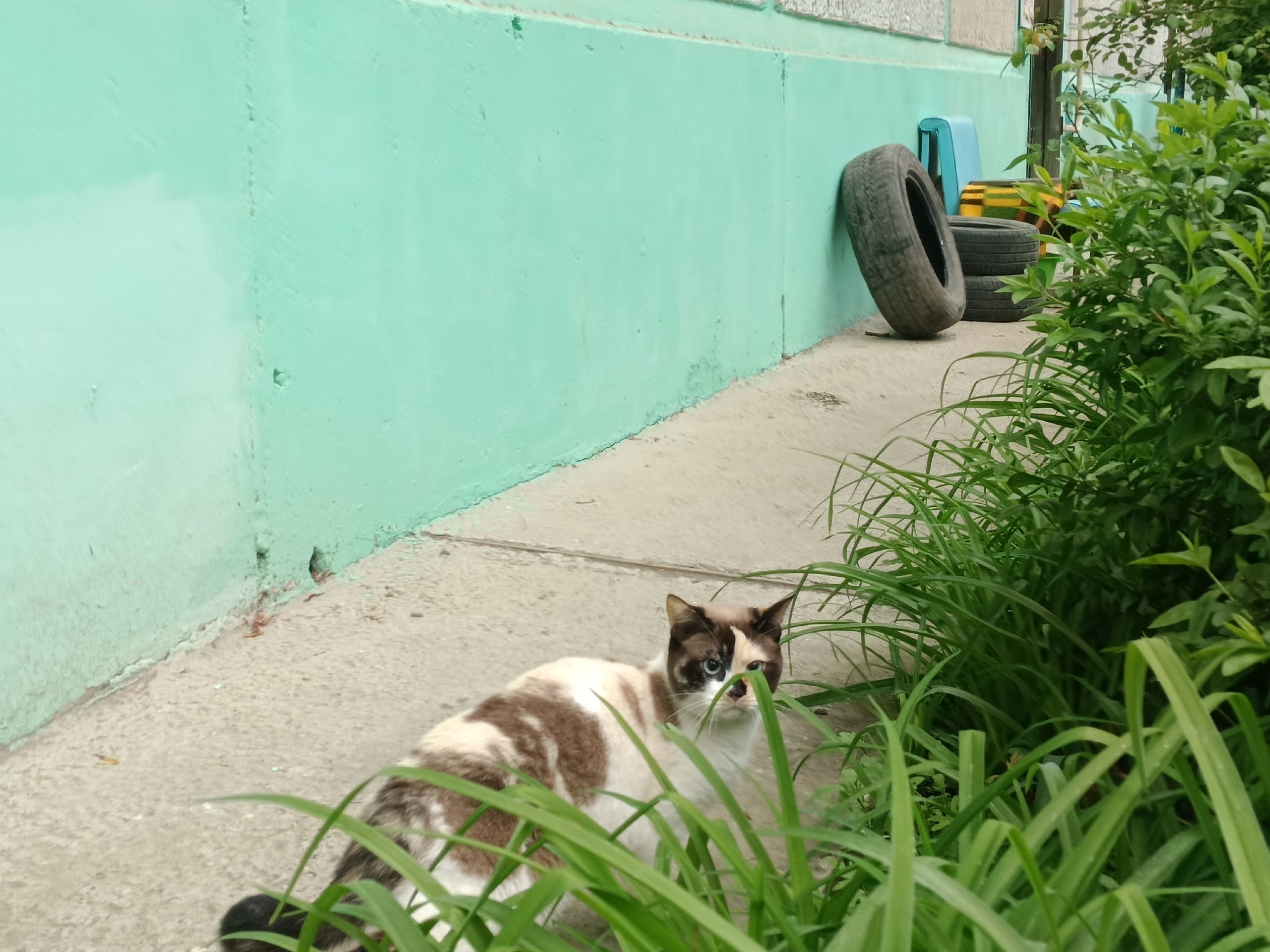 Найдена кошка в Астрахани — фото объявления