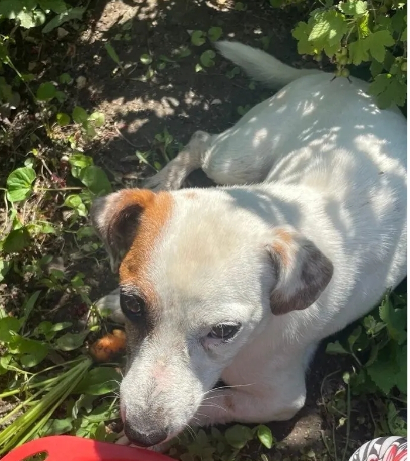 Найдена собака в Астрахани — фото объявления