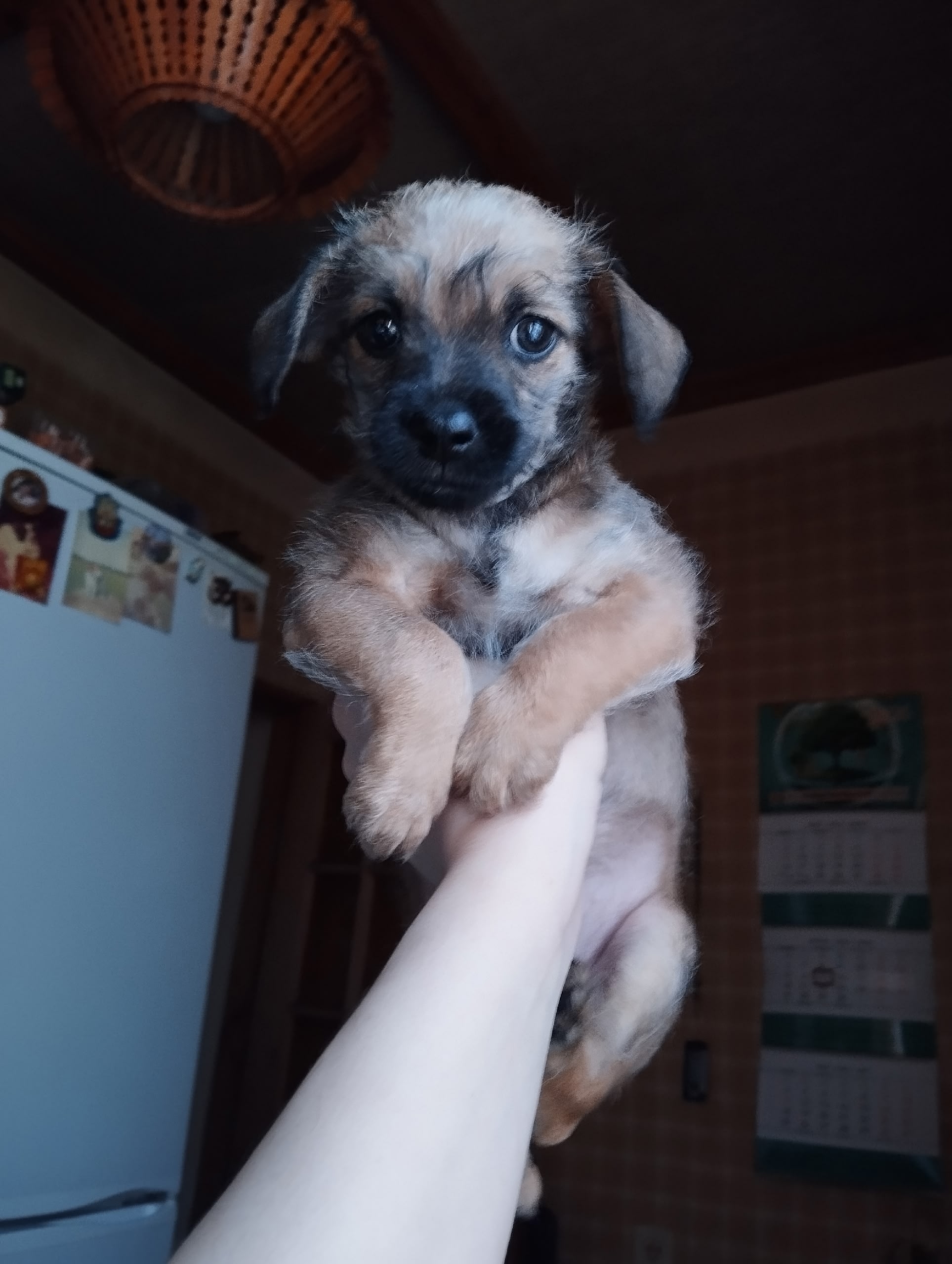 Объявление о питомце в Калининграде — Фуфа ищет дом. Малышку нашли в мусорке новорожденной и выкормили. Сейчас ей почти 2…