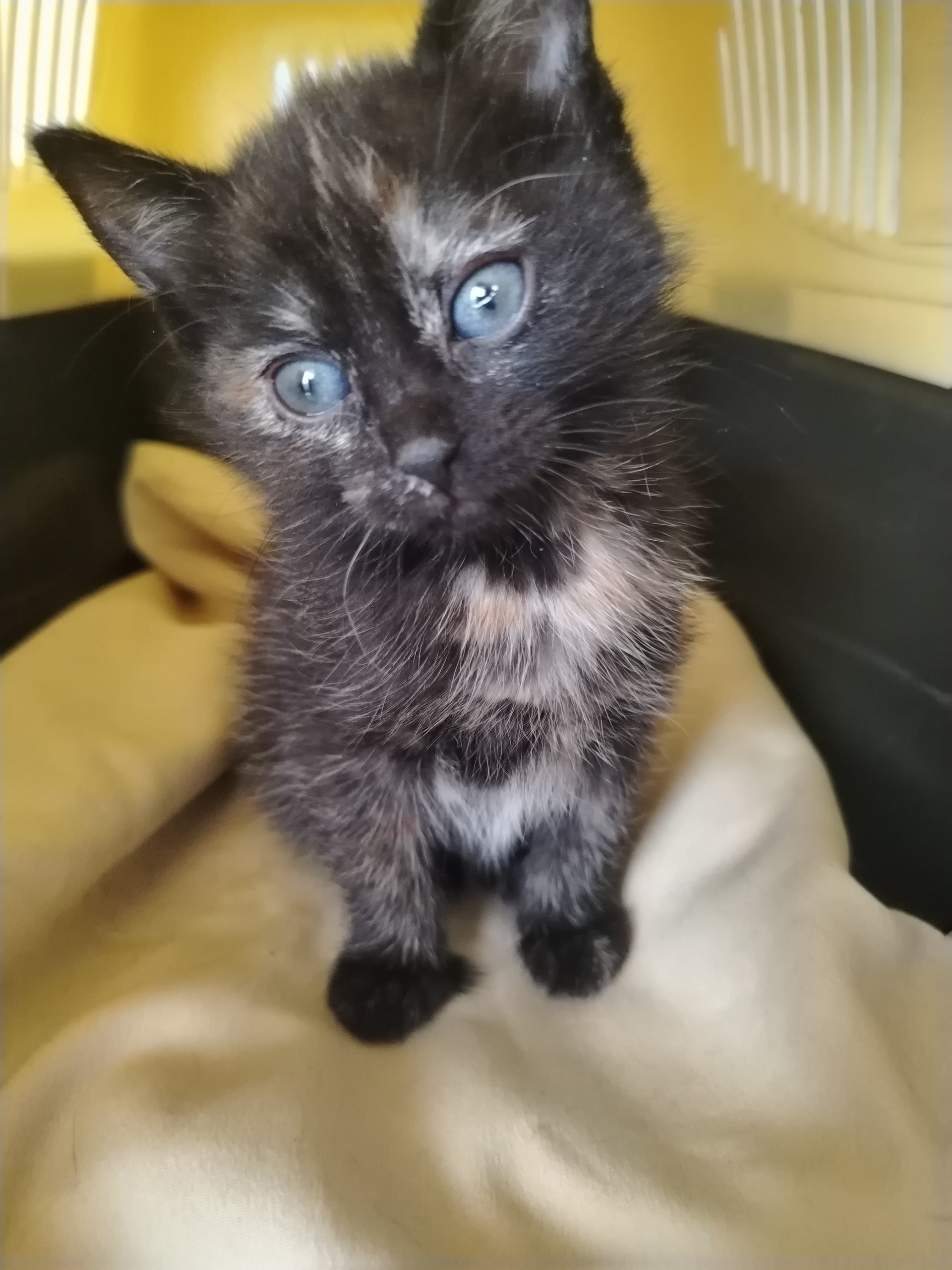 Объявление о питомце в Калининграде — фото объявления