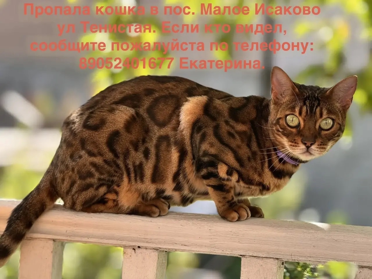 Найдена кошка в Калининграде — фото объявления