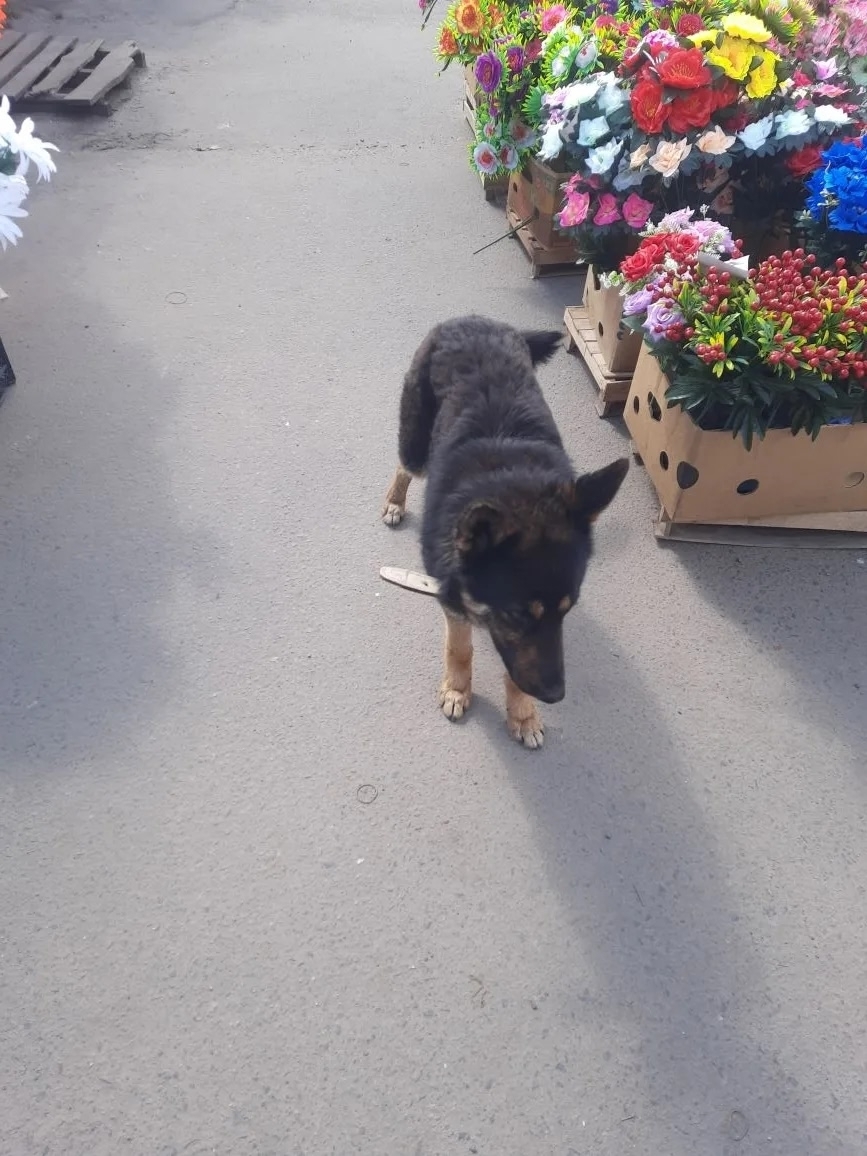 Пропала собака в Брянске — В д. Добрунь второй день бегает собака, кобель. По виду немецкая овчарка, подросток. Добродушный…