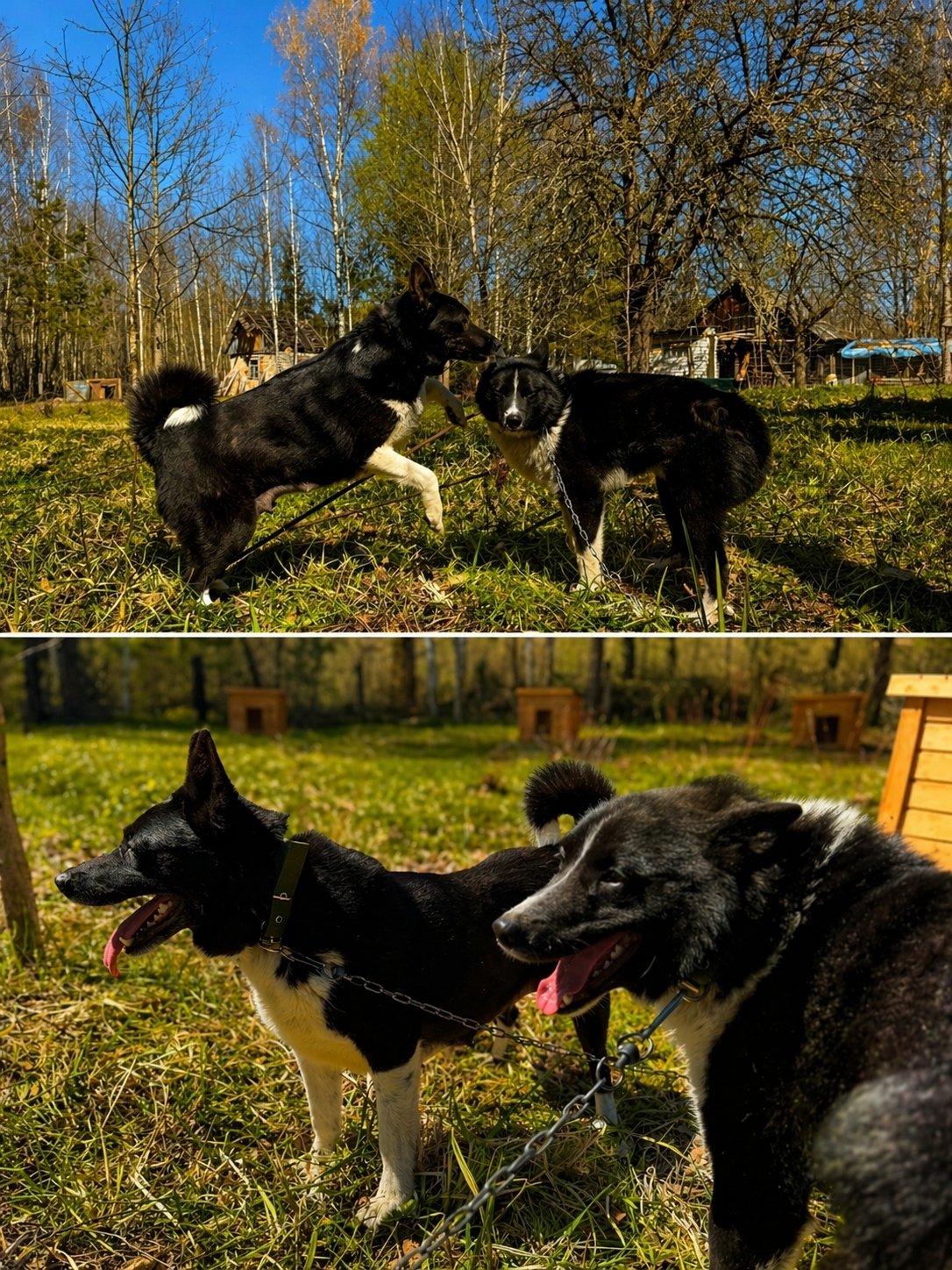 Найдена собака в Брянске — фото объявления