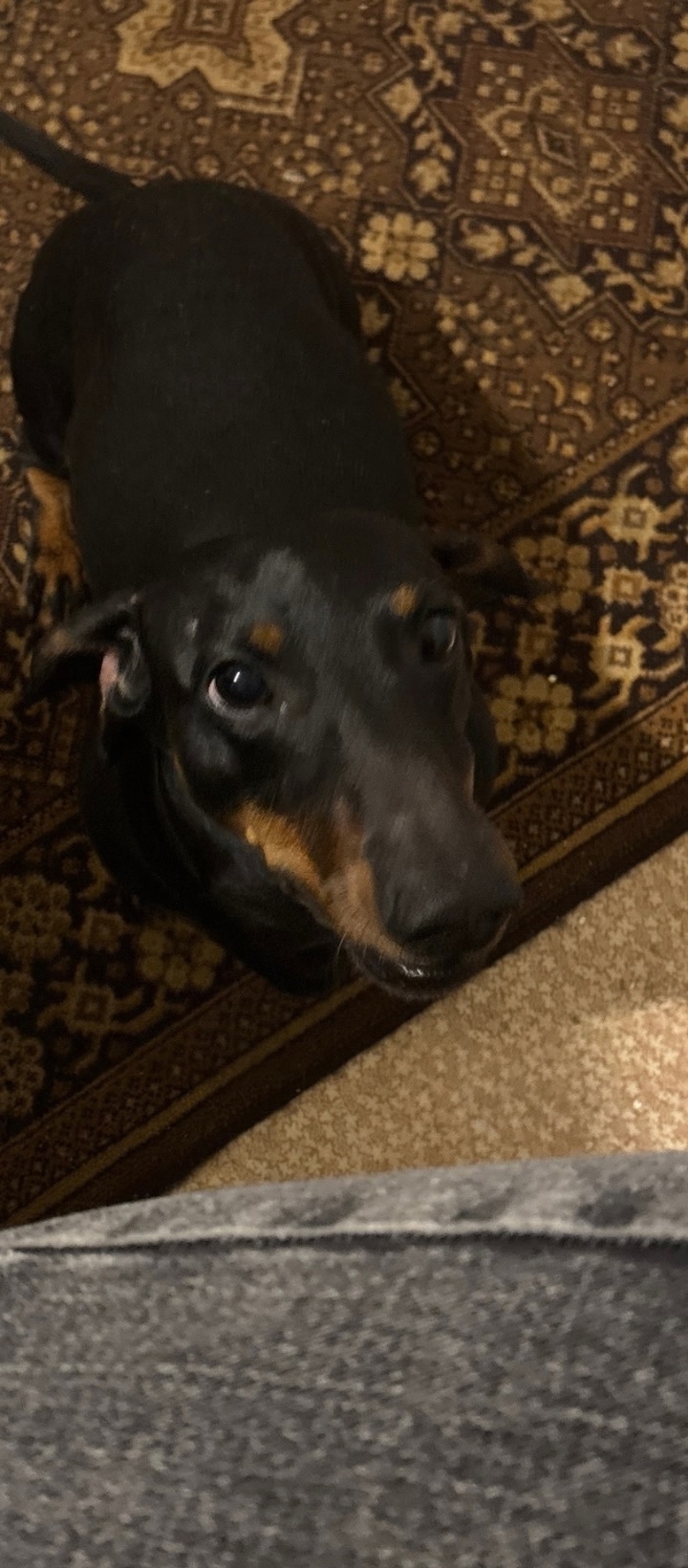 Найдена собака в Брянске — фото объявления