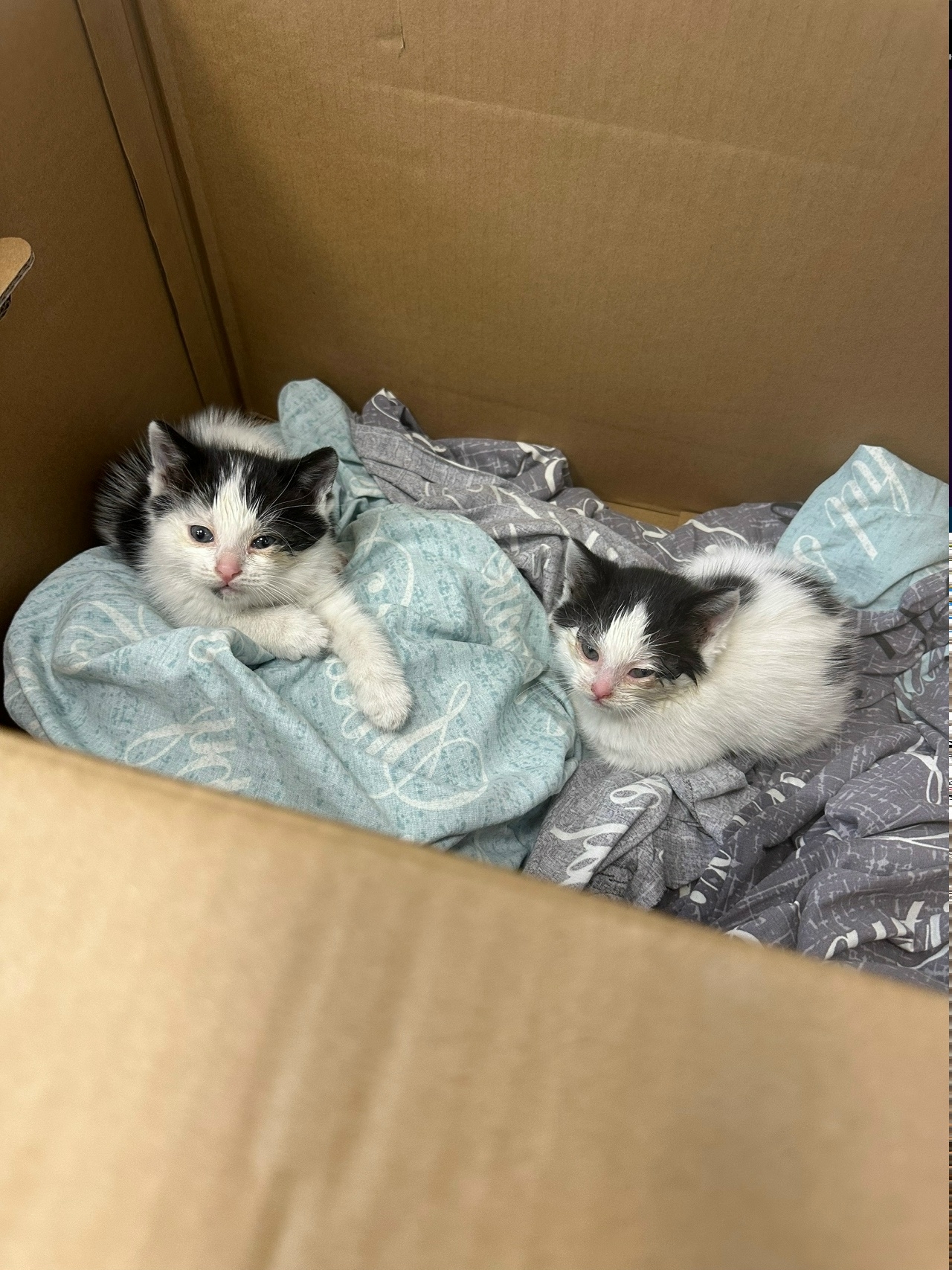 Найдена кошка в Брянске — фото объявления