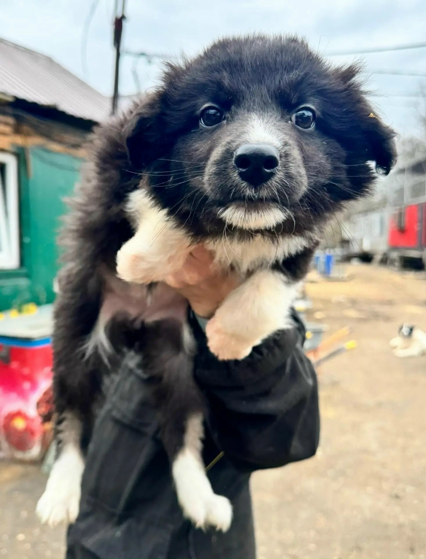 Найдена собака в Иванове — фото объявления