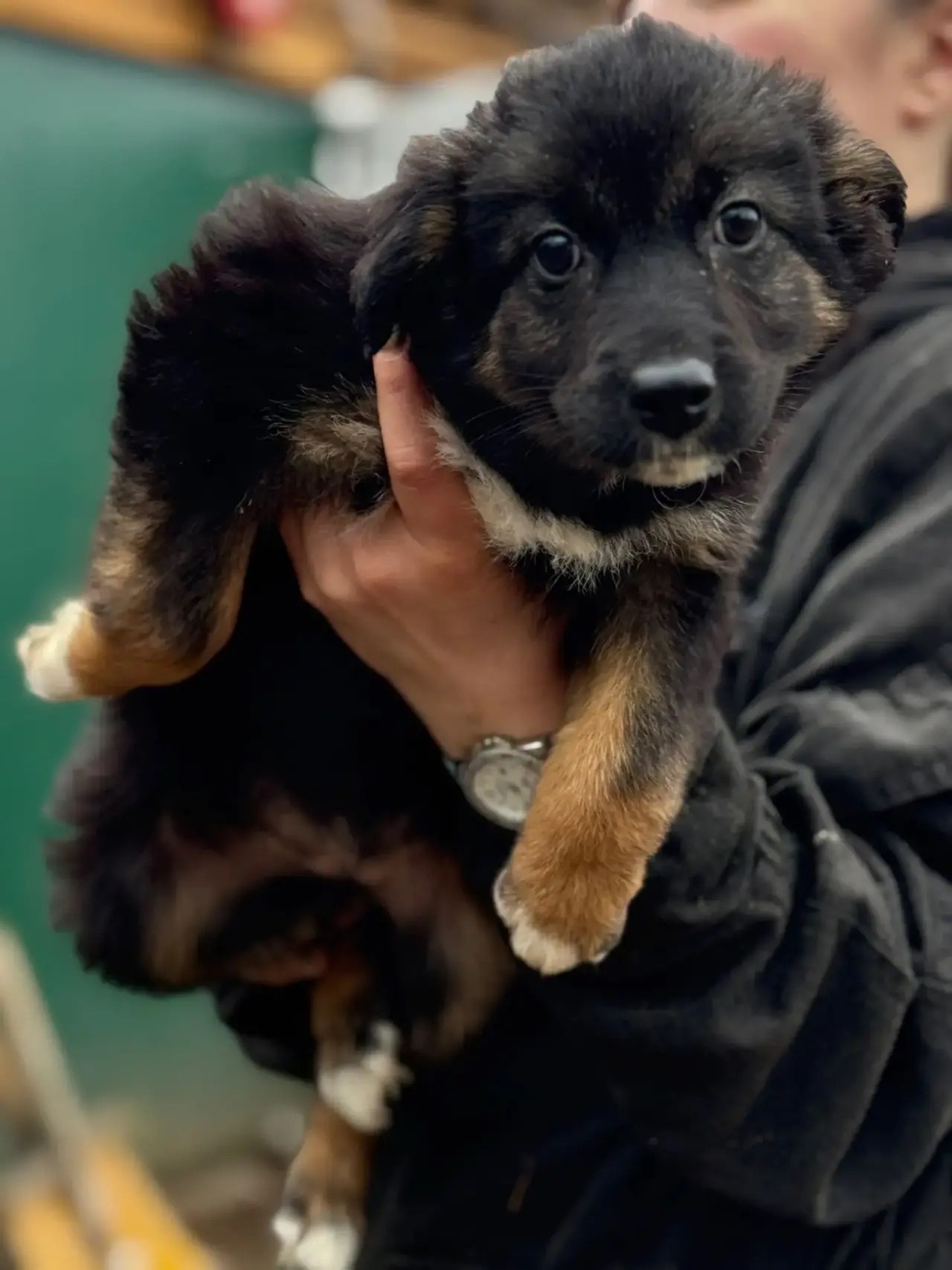 Найдена собака в Иванове — фото объявления