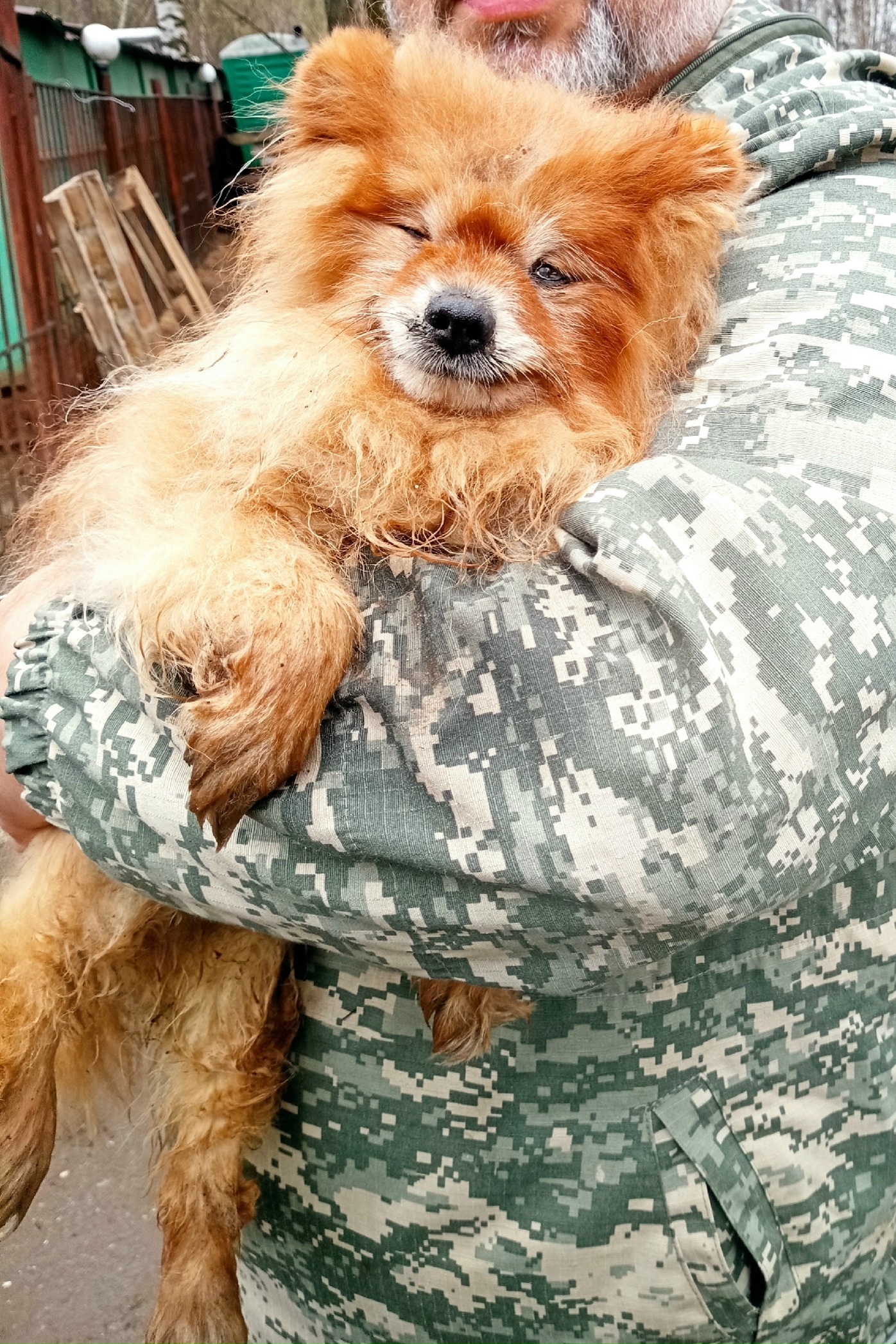 Объявление о питомце в Иванове — фото объявления