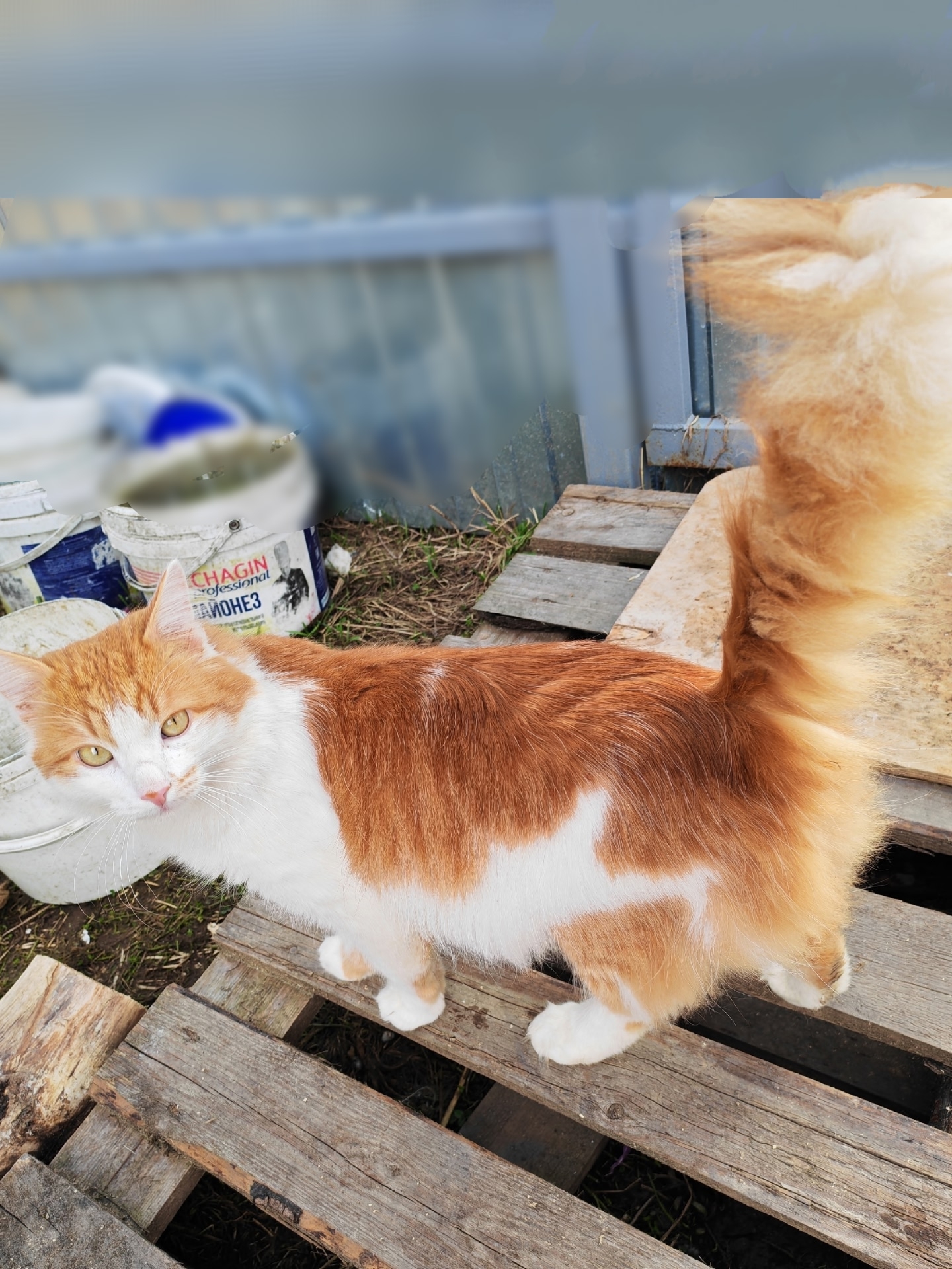 Пропала кошка в Владимире — Коробка. Внутри - взгляд, который смог поменять всё.❤