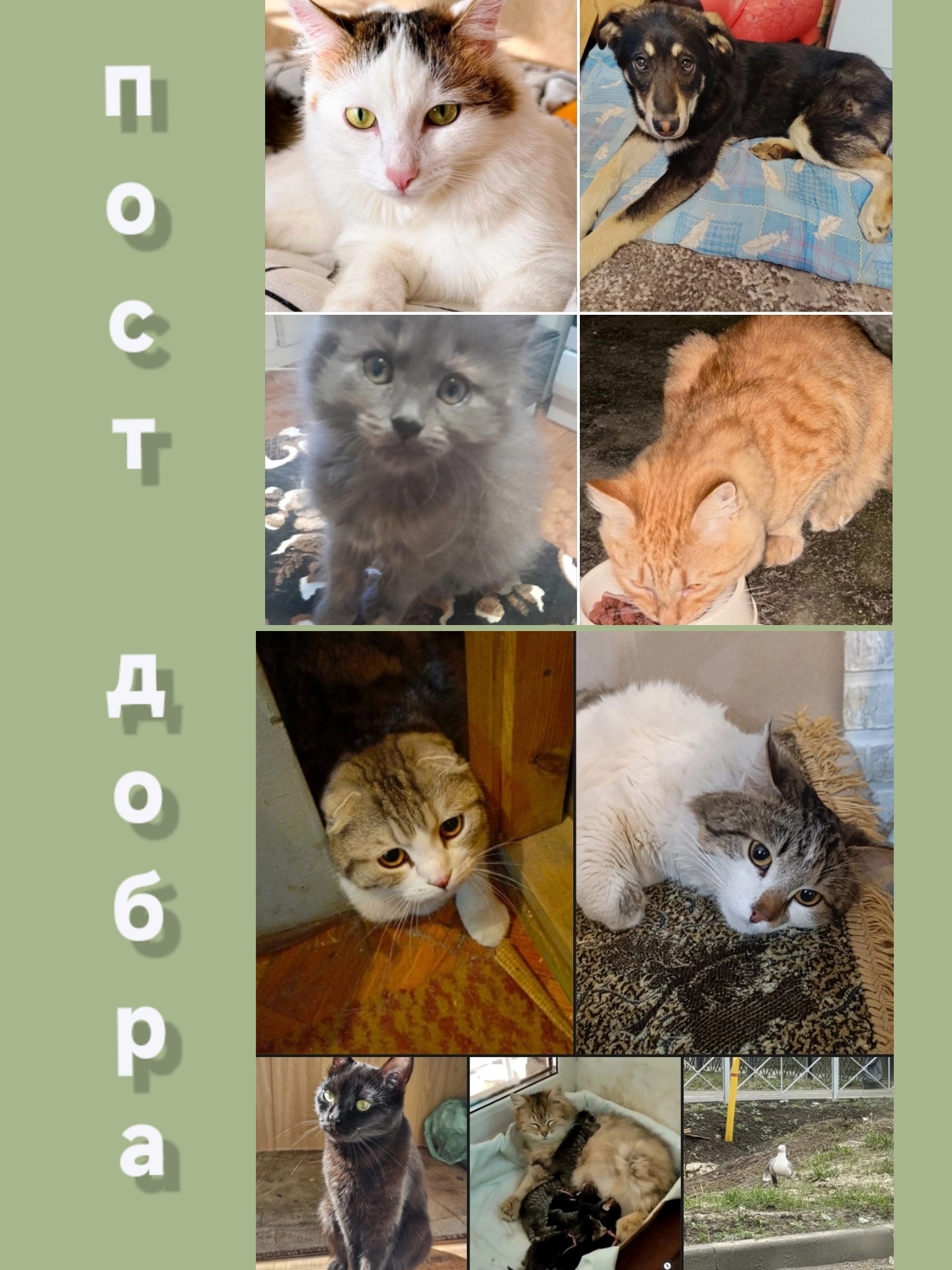 Найдена кошка в Владимире — фото объявления