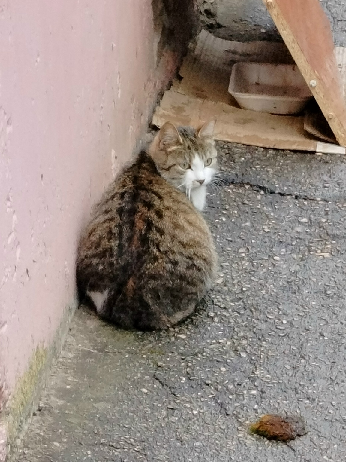 Пропала кошка в Владимире — фото объявления