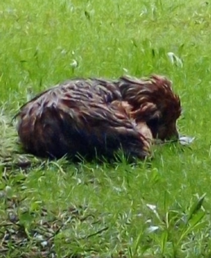 Пропала собака в Владимире — фото объявления