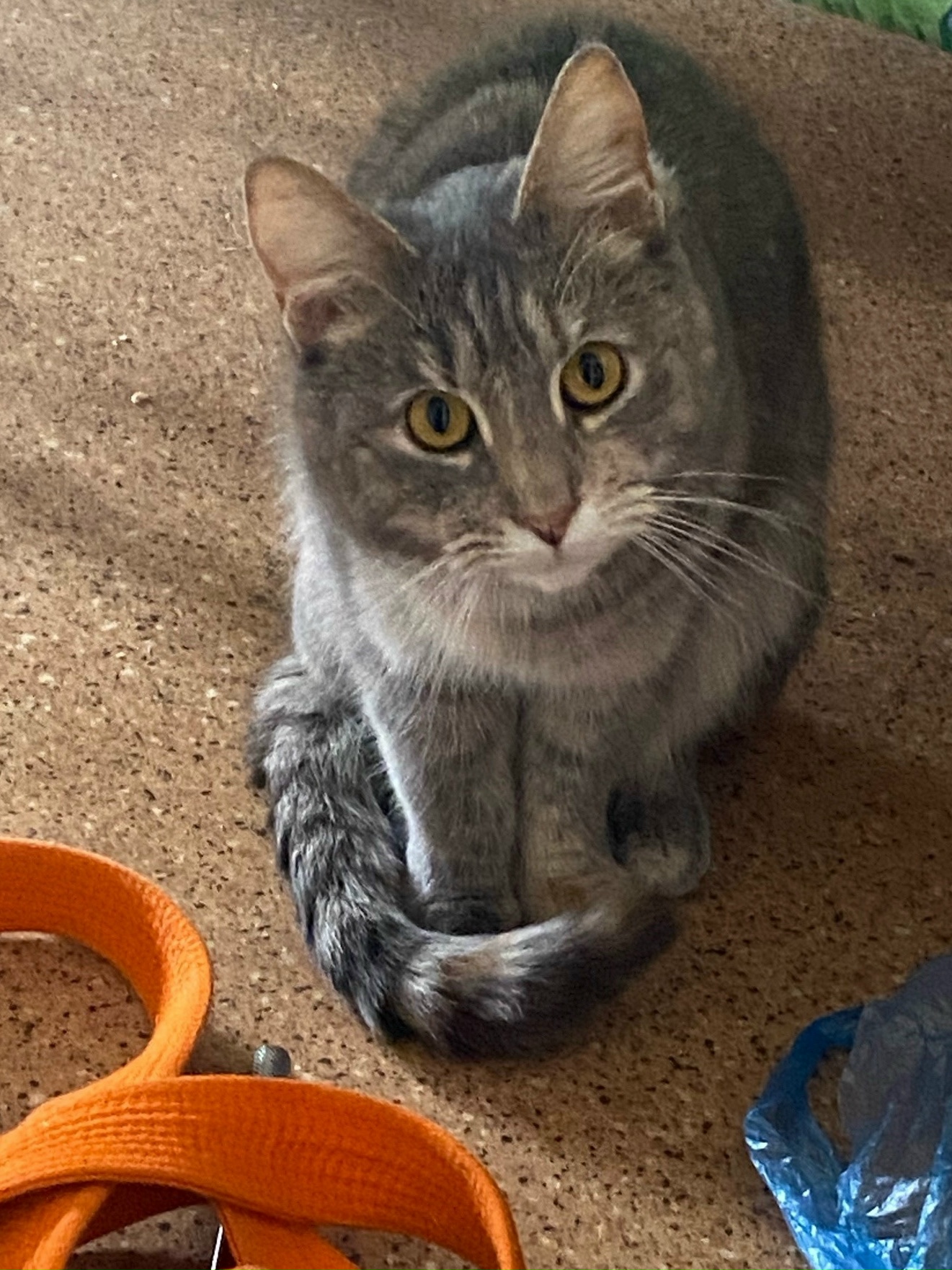 Найдена кошка в Владимире — фото объявления