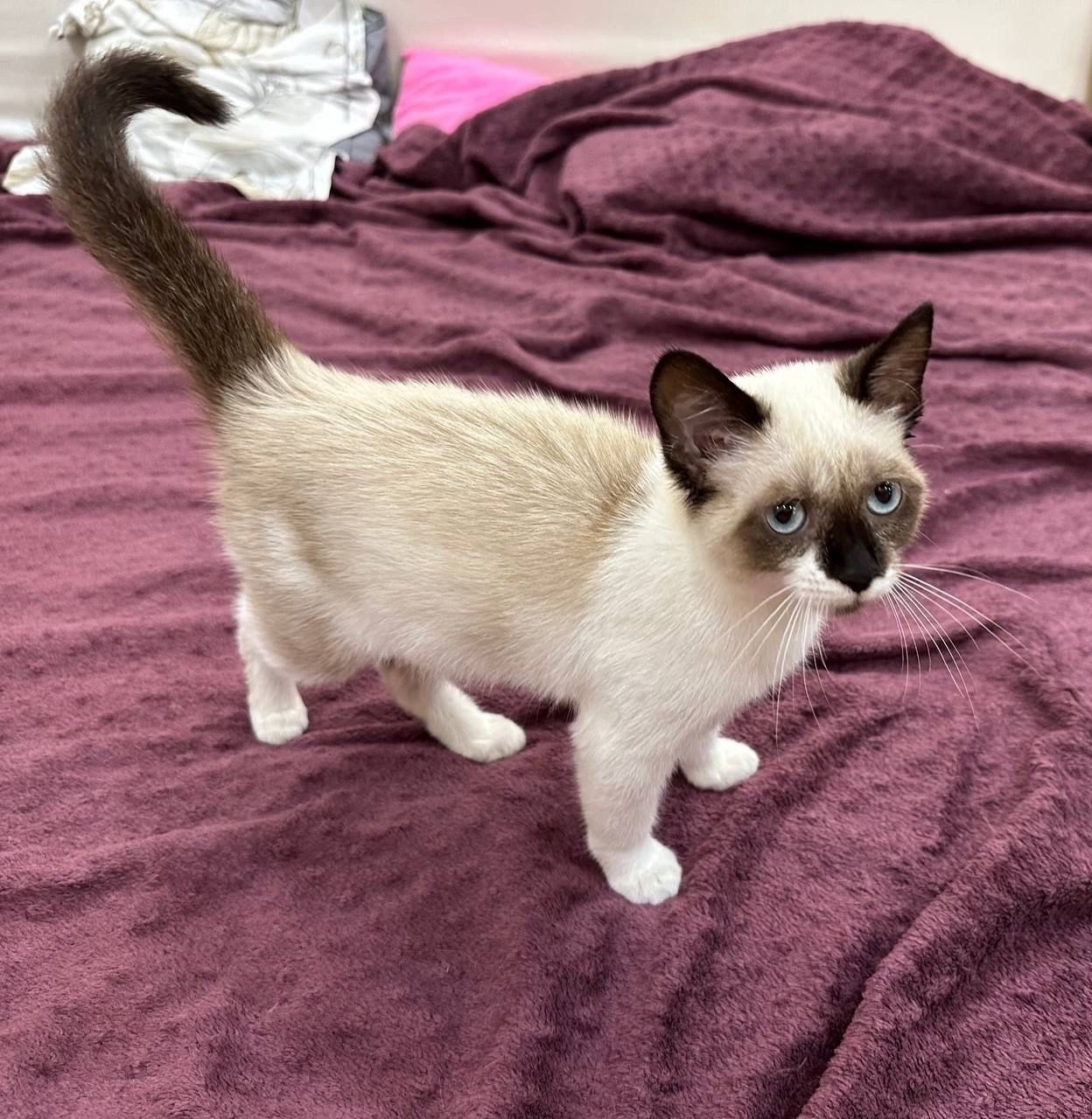 Пропала кошка в Симферополе — фото объявления