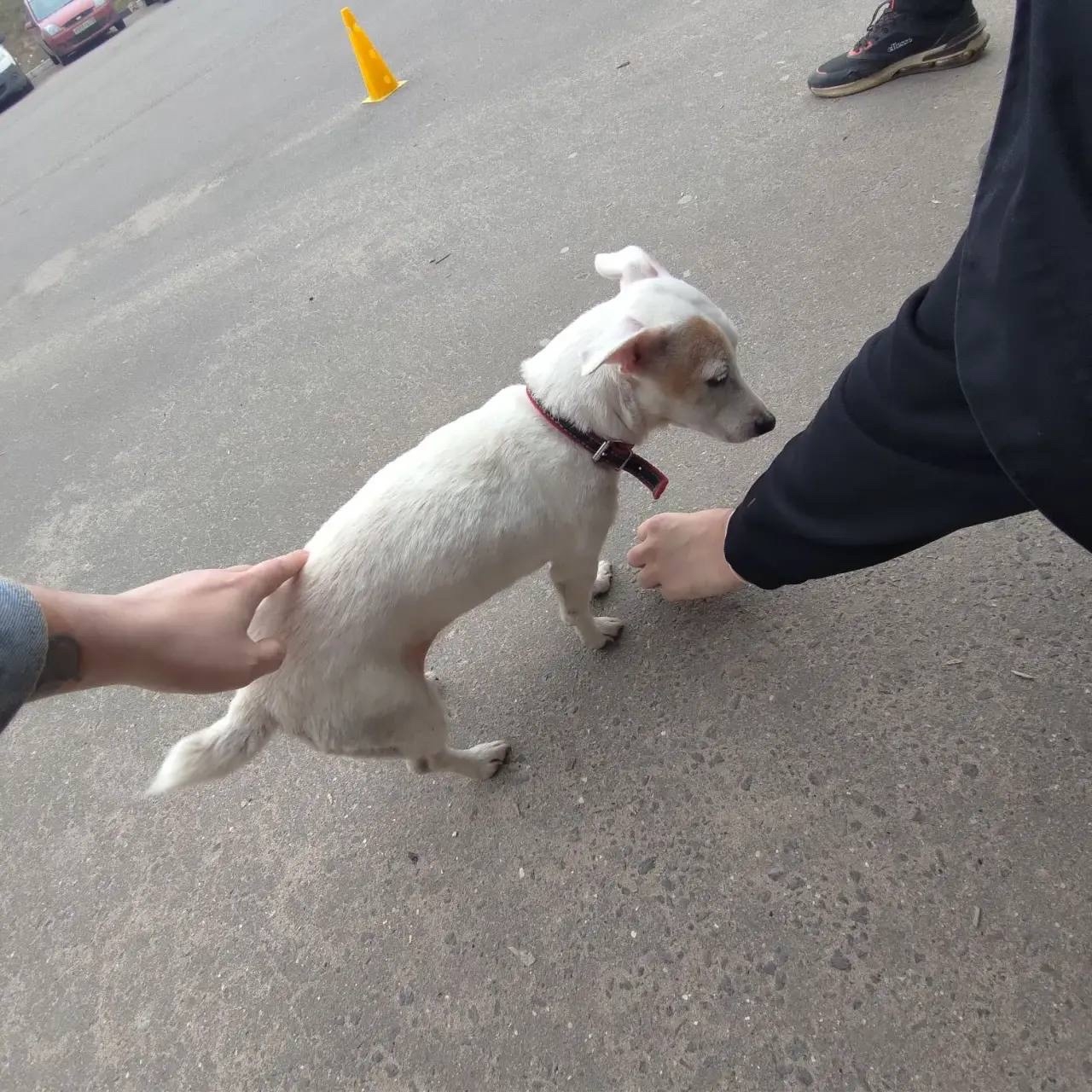 Пропала собака в Подольске — фото объявления