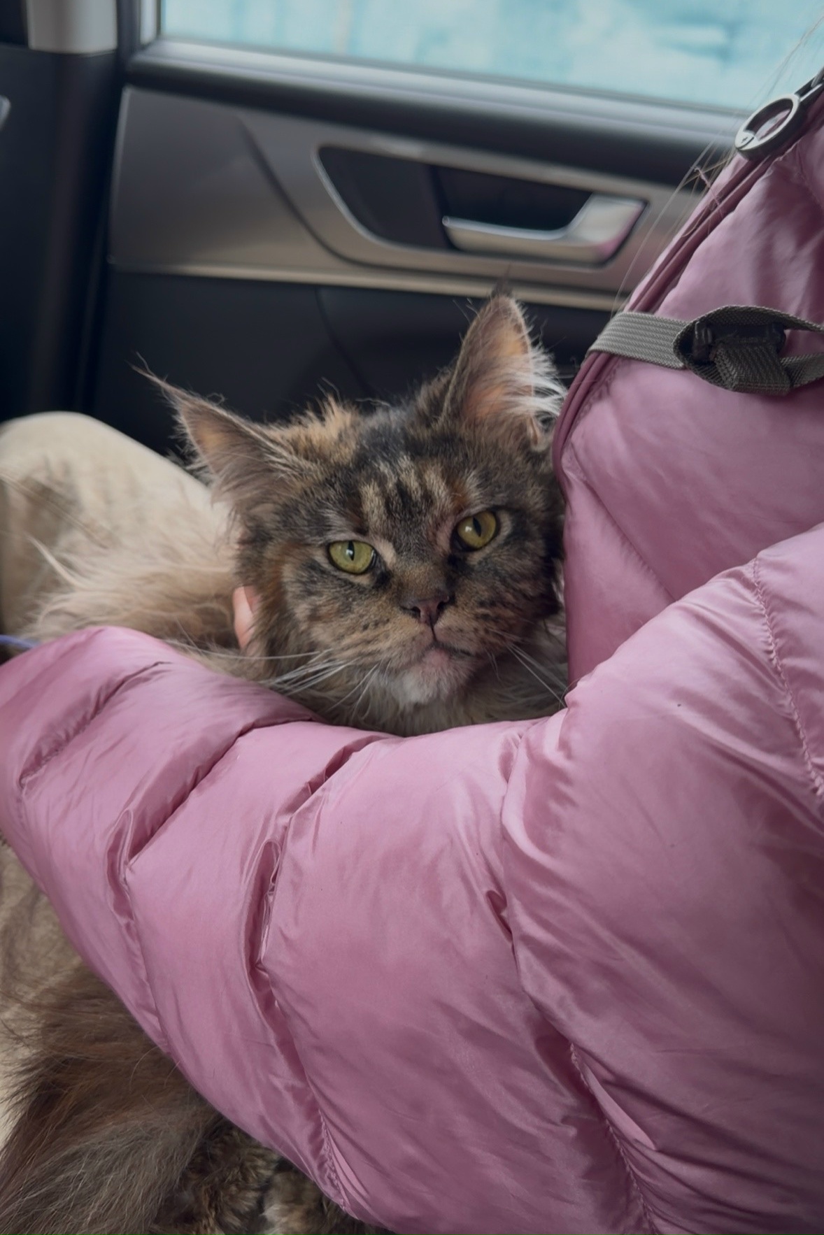 Найдена кошка в Подольске — фото объявления