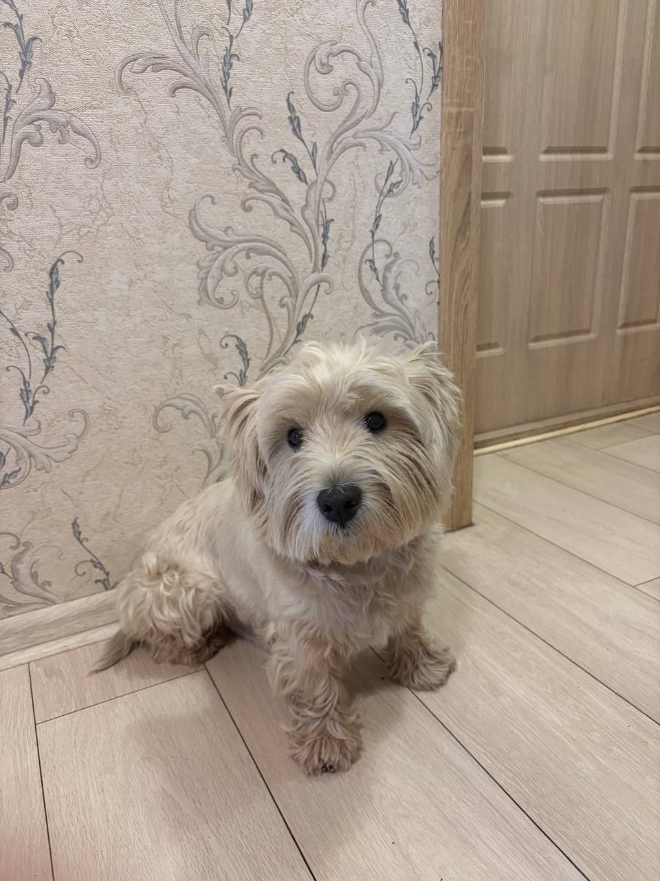 Пропала собака в Подольске — фото объявления