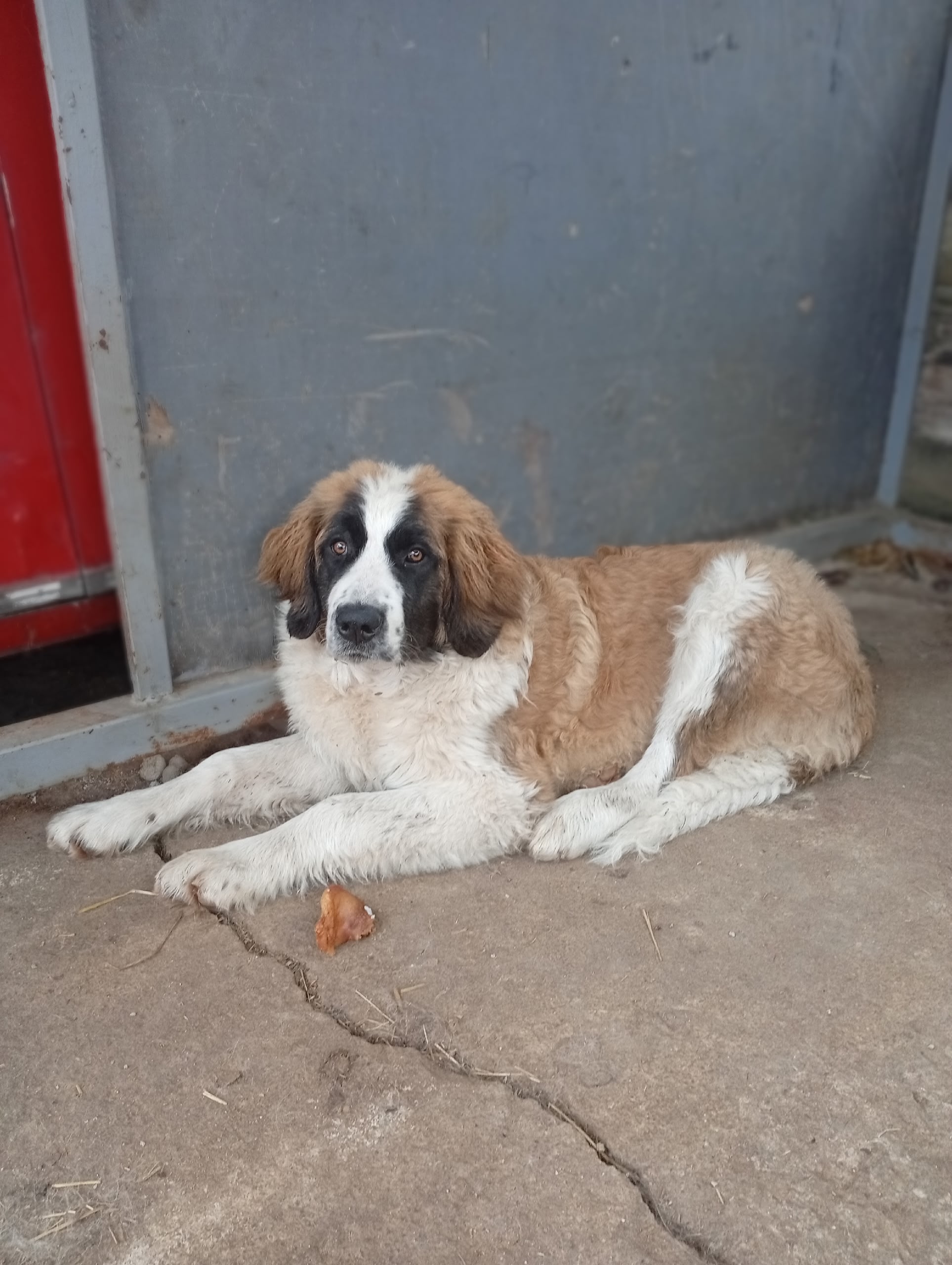 Пропала собака в Смоленске — фото объявления
