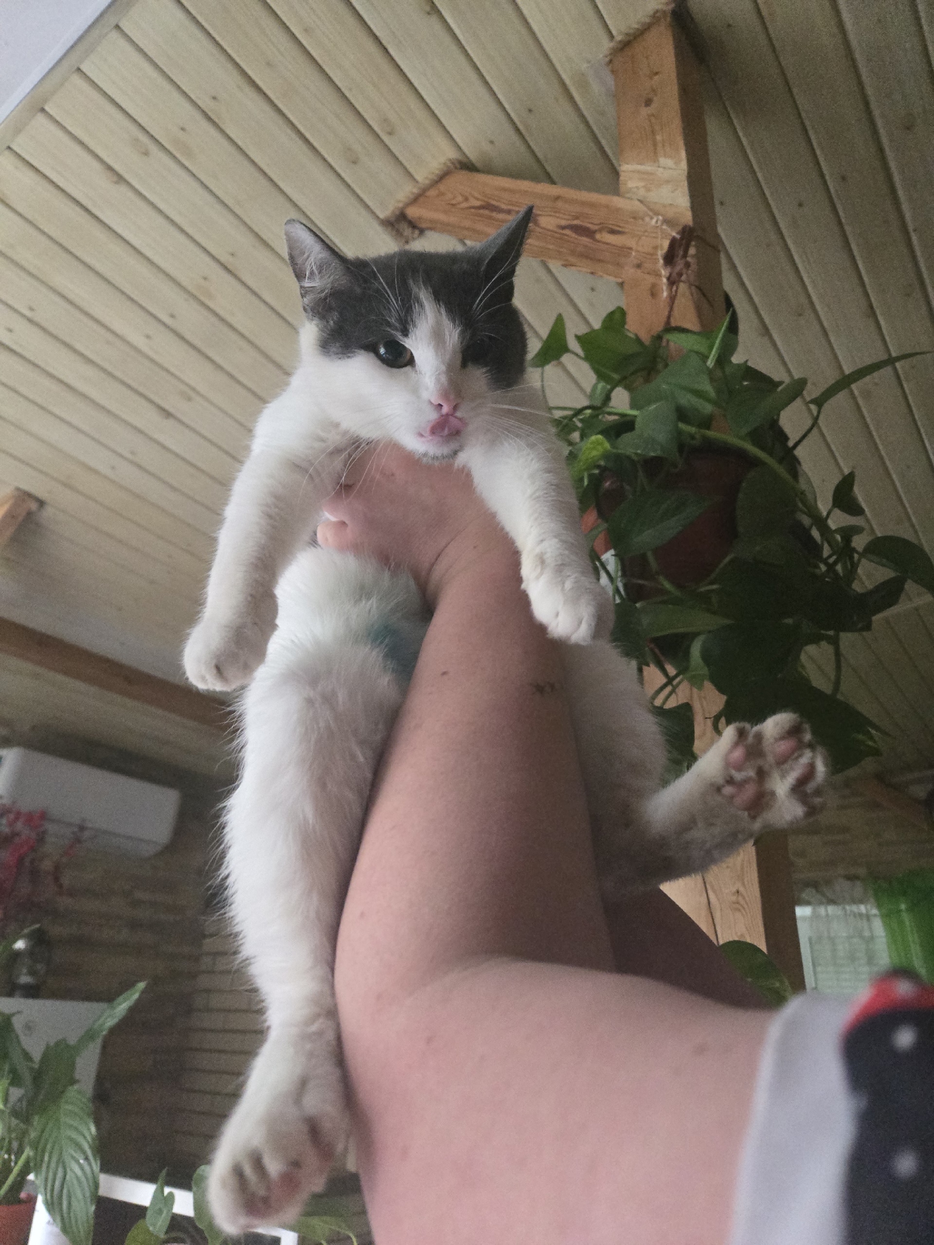 Пропала кошка в Волжском — Волгоград! Волжский!