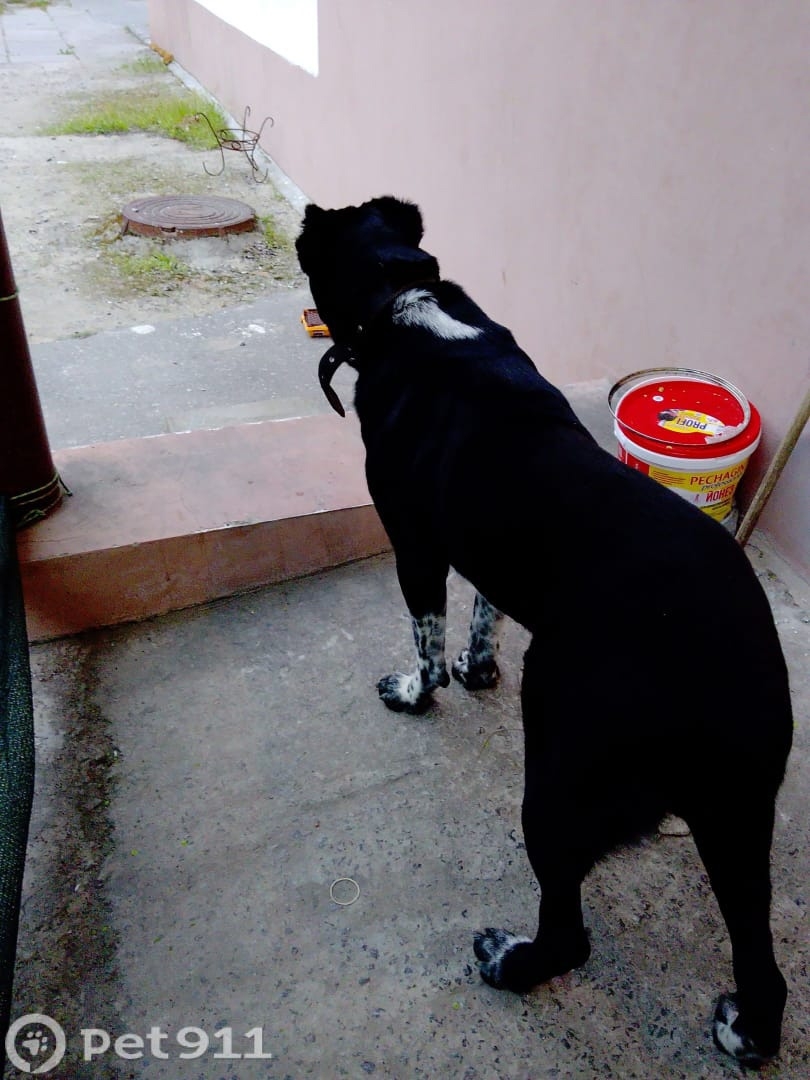 Найдена собака в Волжском — фото объявления