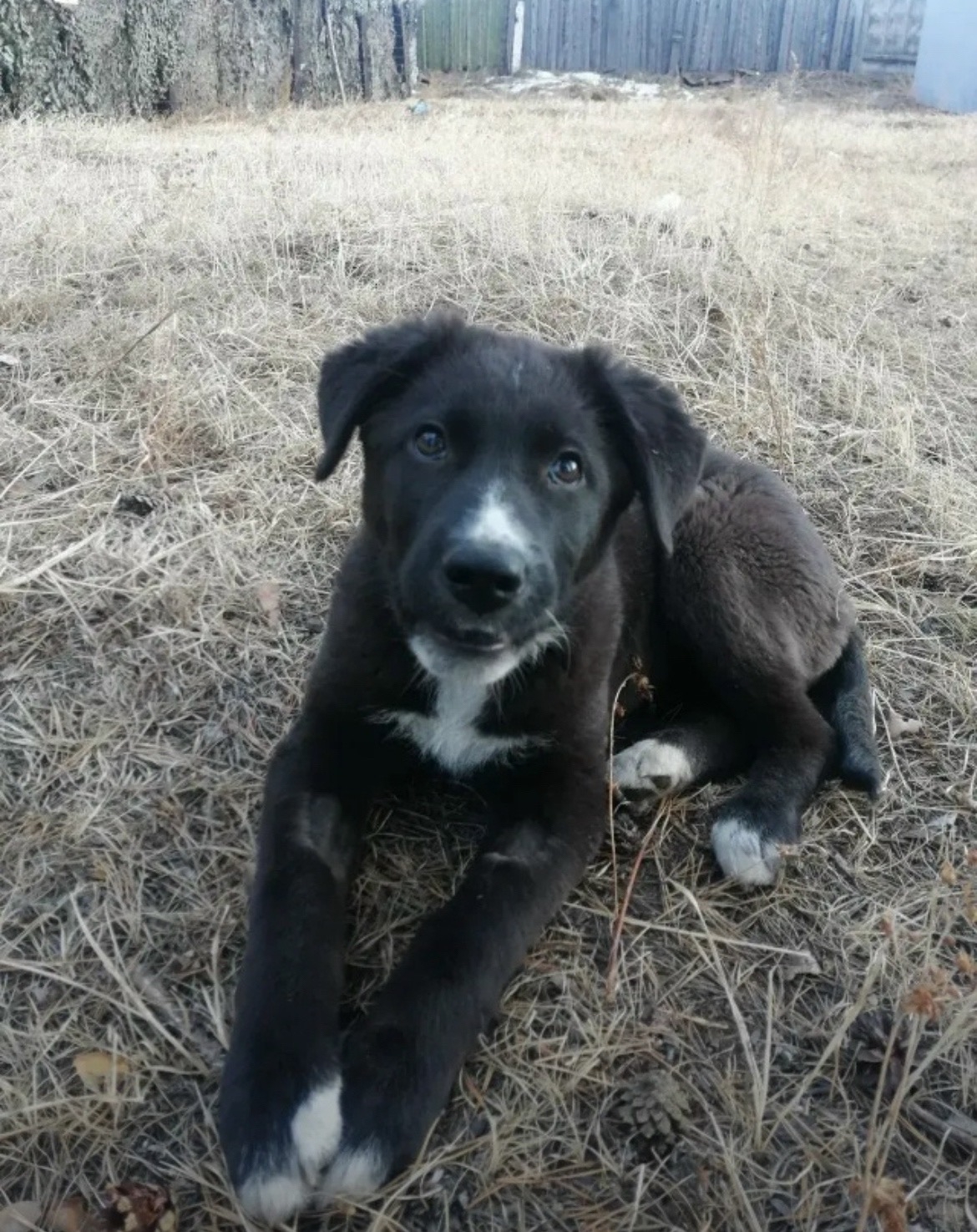 Пропала собака в Чите — Предлагаем вам симпатичного подрощенного щенка.