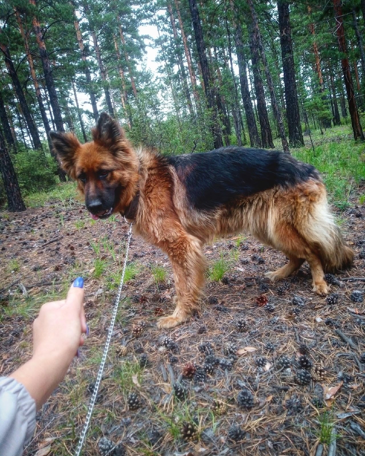 Пропала собака в Чите — фото объявления