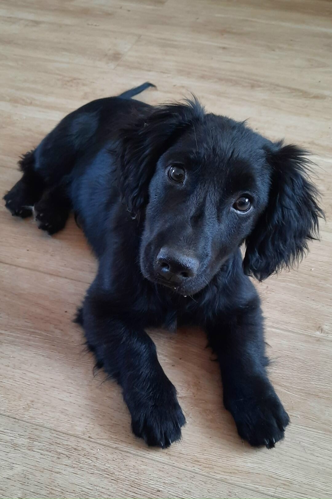 Найдена собака в Чите — фото объявления