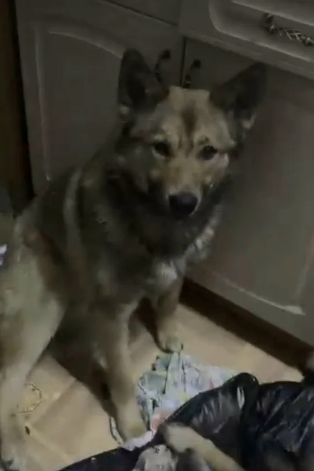 Найдена собака в Чите — фото объявления