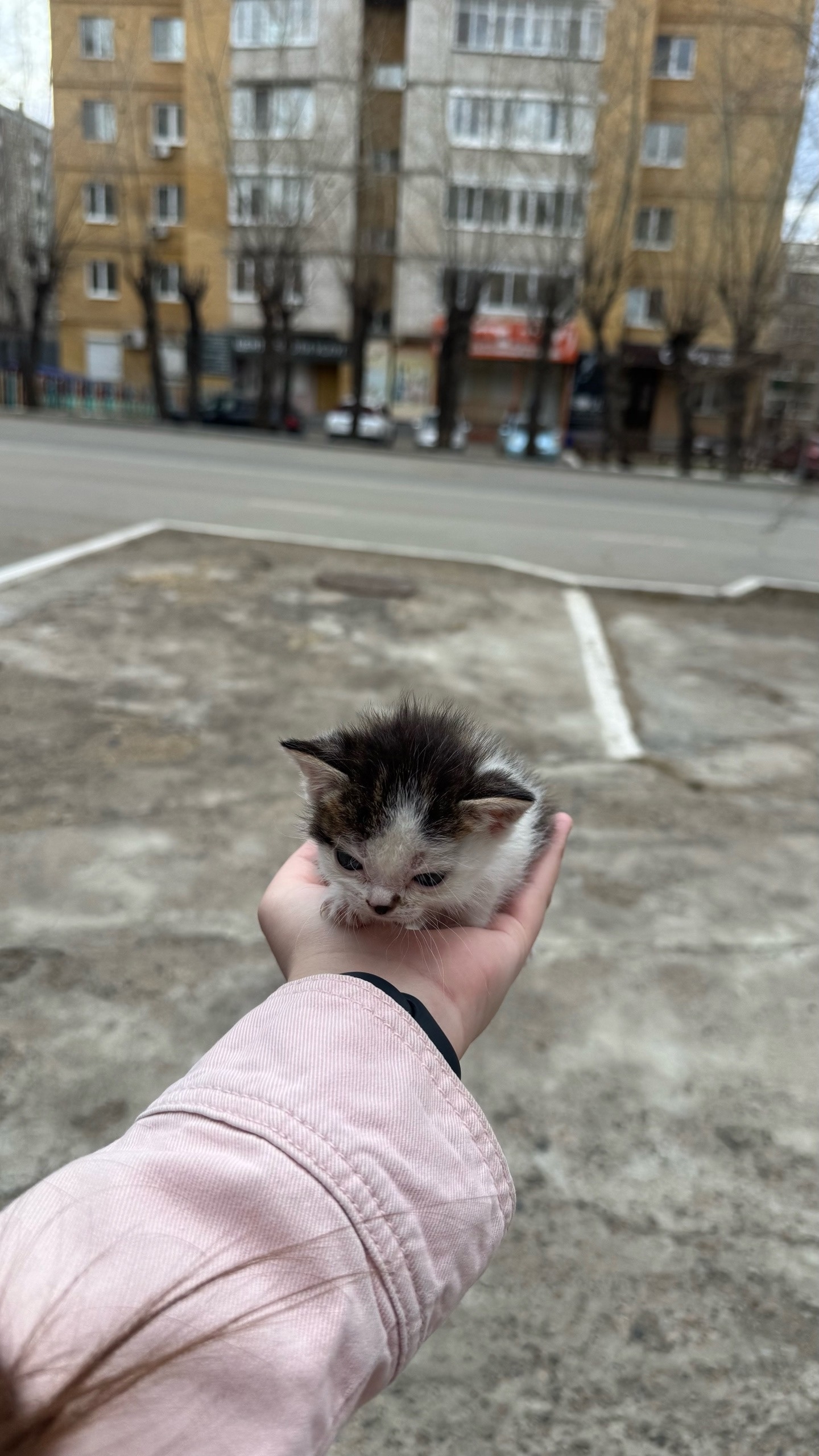 Найдена кошка в Чите — фото объявления