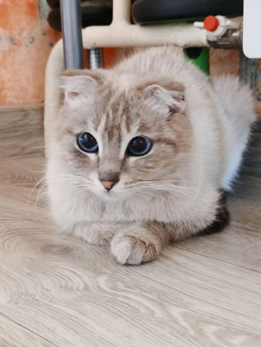 Найдена кошка в Чите — фото объявления