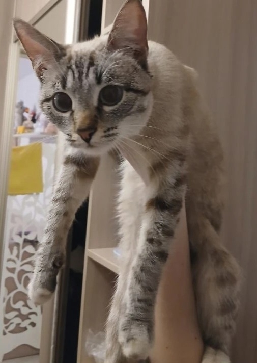 Найдена кошка в Калуге — фото объявления