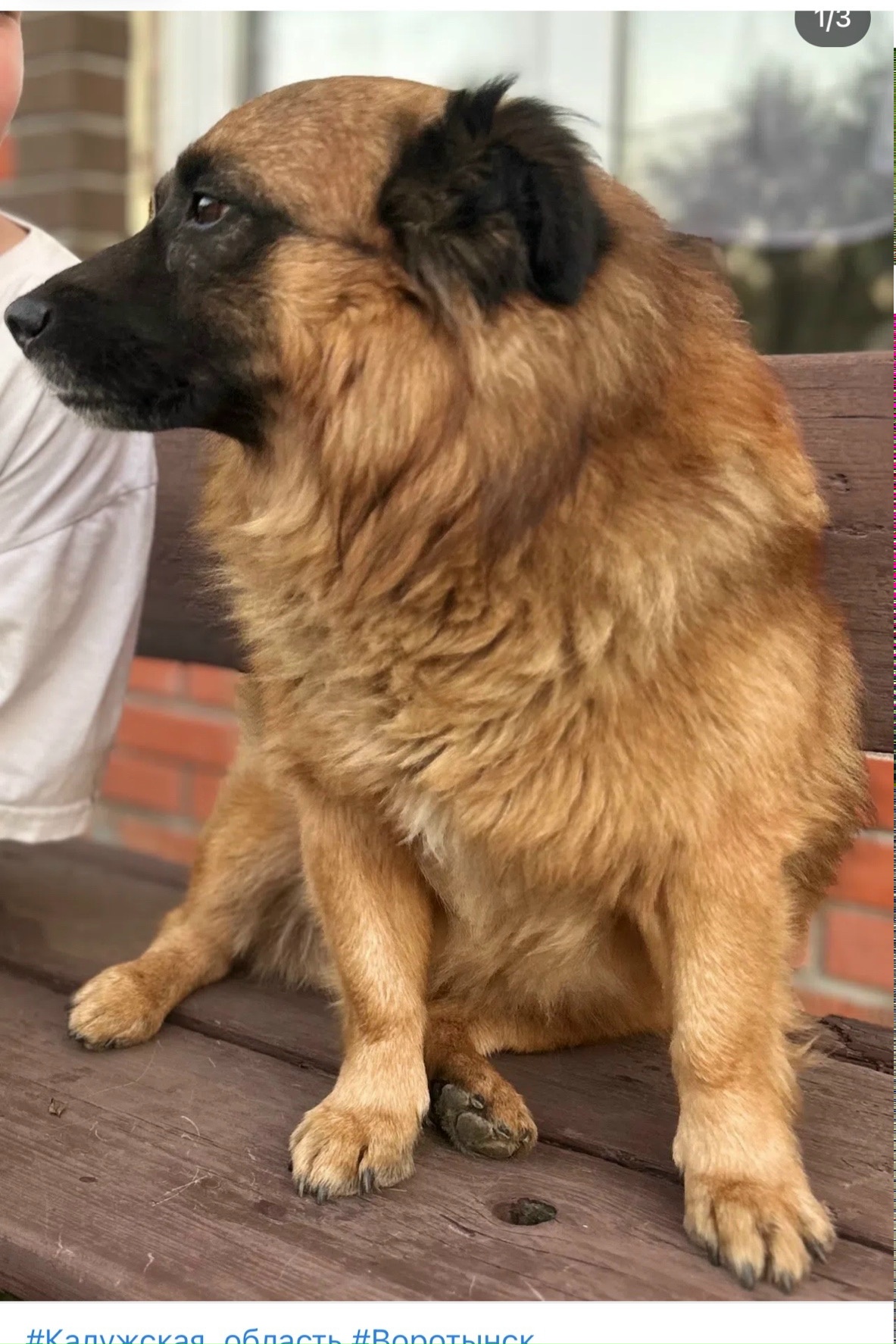 Пропала собака в Калуге — фото объявления