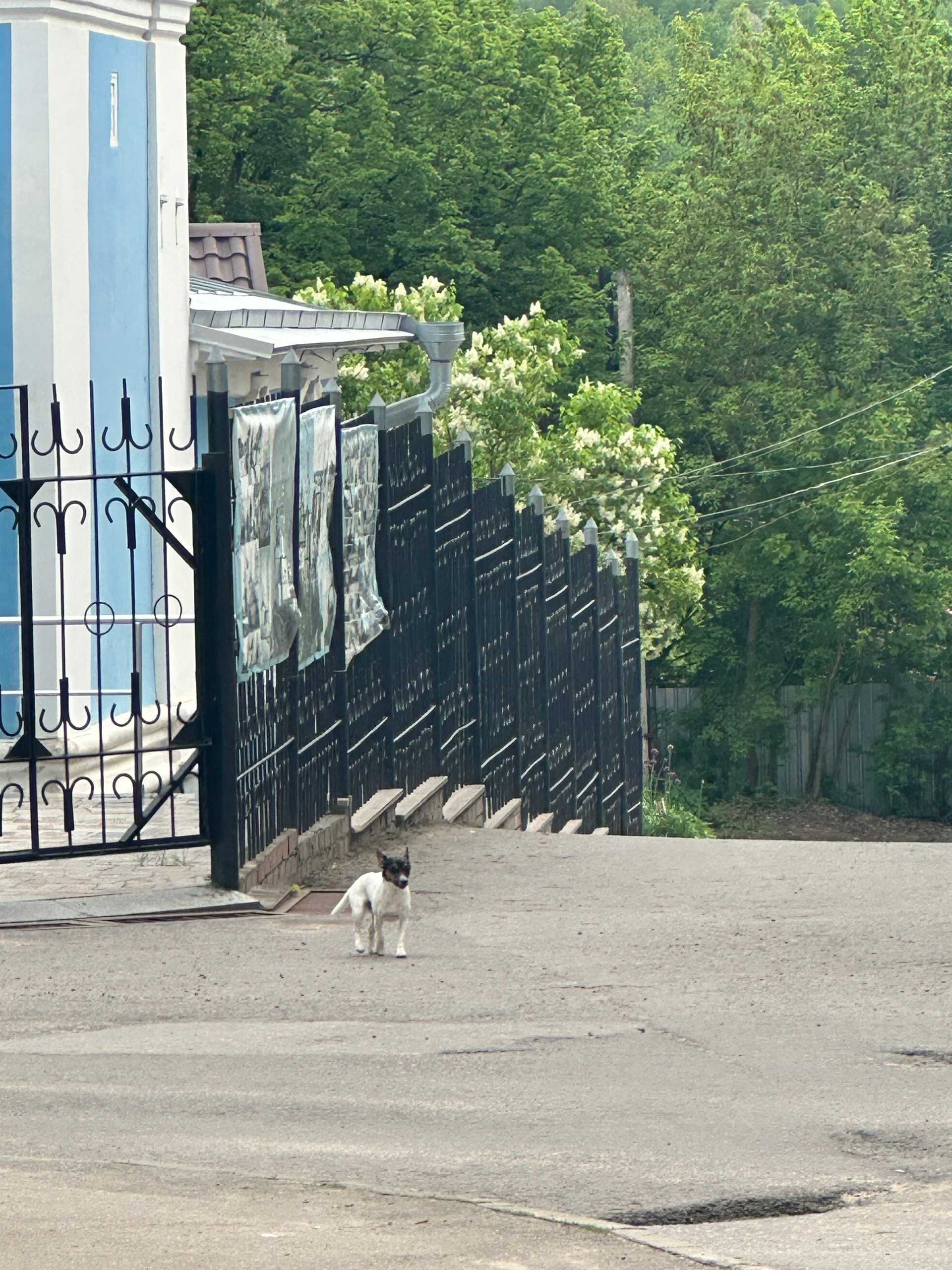 Найдена собака в Калуге — фото объявления