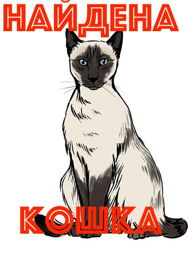 Найдена кошка в Калуге — фото объявления