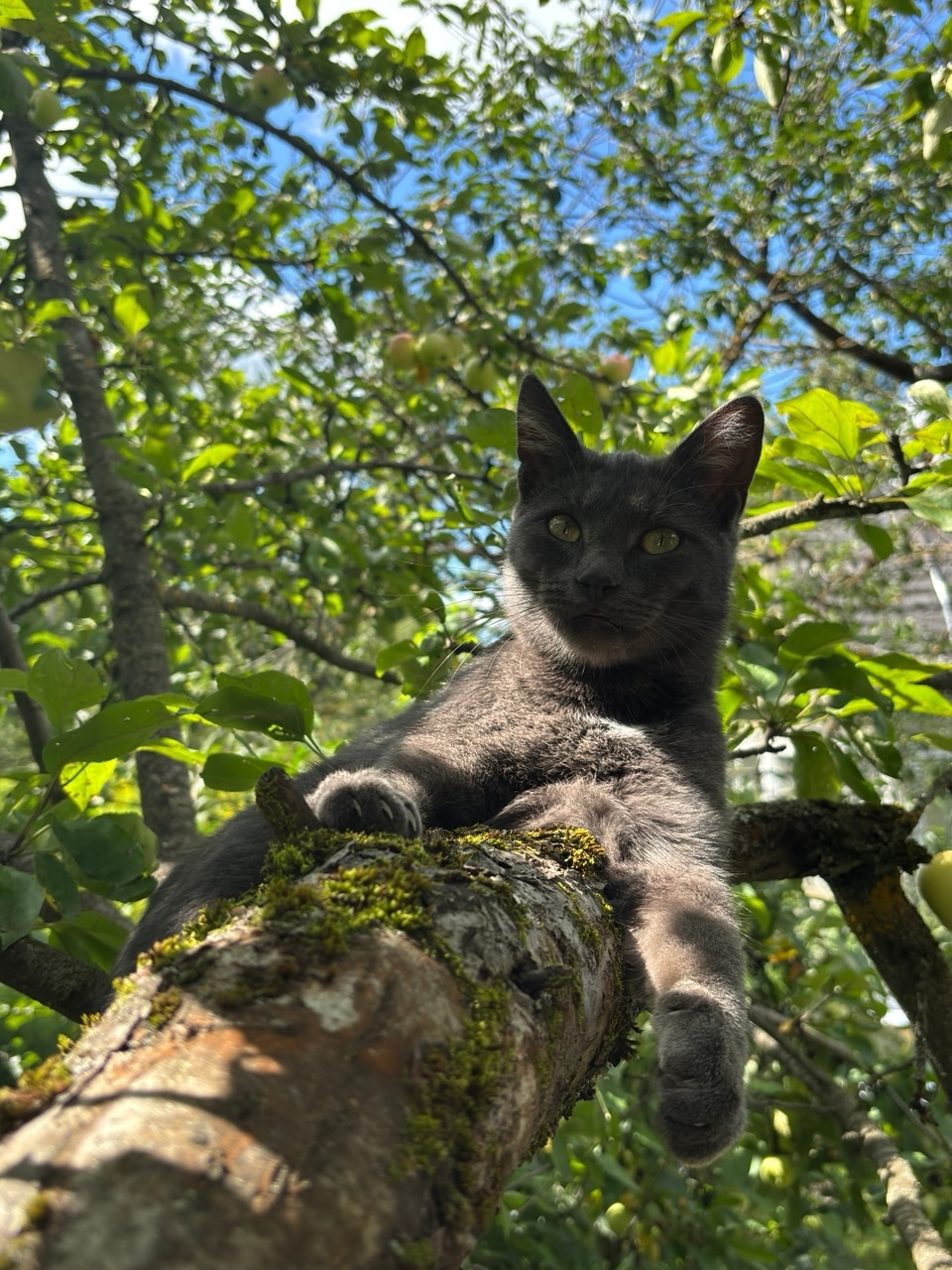 Пропала кошка в Калуге — #Калуга