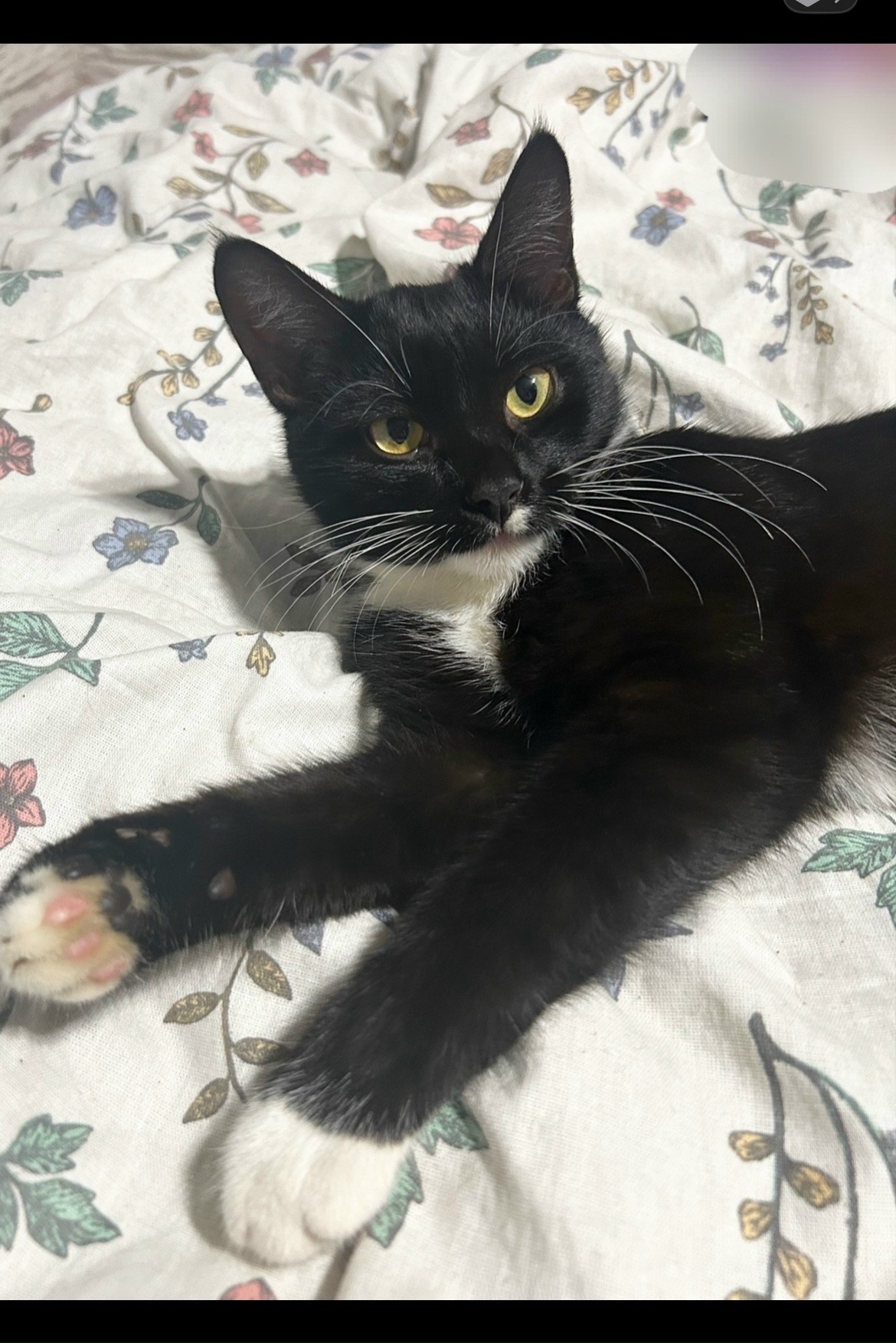 Пропала кошка в Калуге — фото объявления