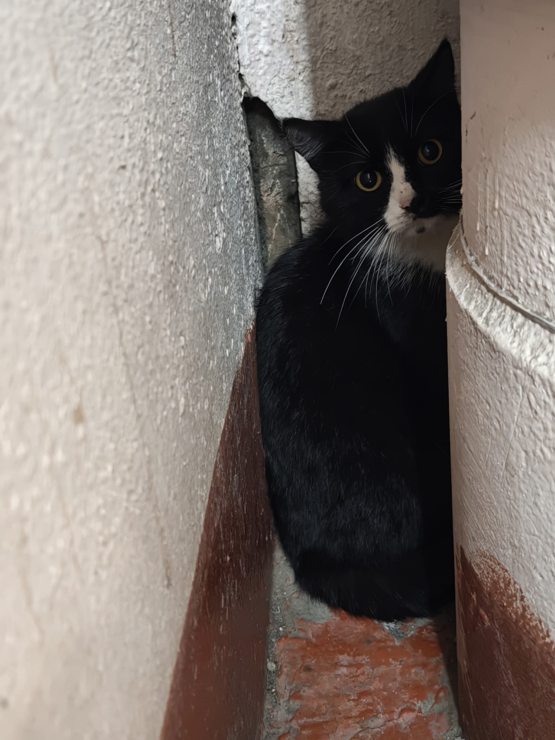 Пропала кошка в Нижнем Тагиле — Опубликуйте пожалуйста, у нас в подъезде сидит кот/кошка видно что домашняя, может кто потерял…