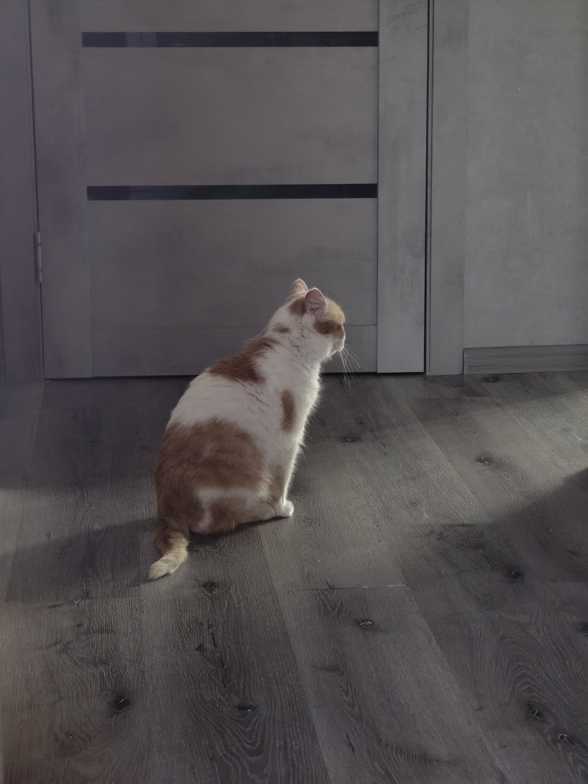 Найдена кошка в Нижнем Тагиле — фото объявления