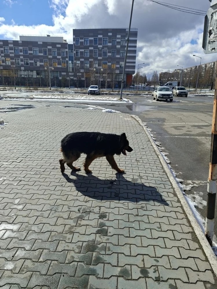 Пропала собака в Нижнем Тагиле — фото объявления