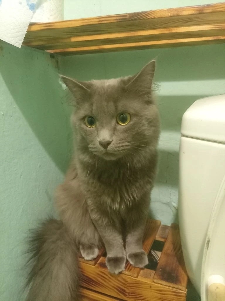 Пропала кошка в Нижнем Тагиле — фото объявления