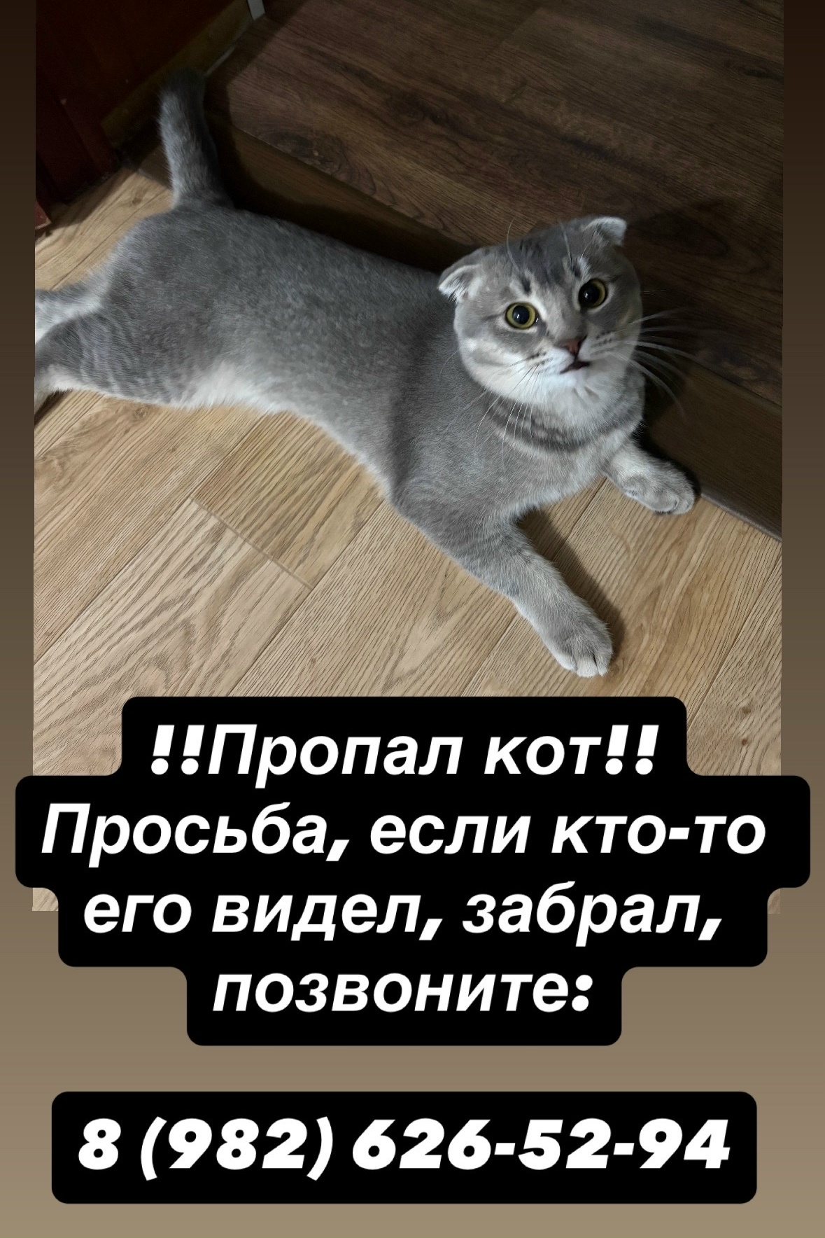 Объявление о питомце в Нижнем Тагиле — Объявление о питомце в Нижний Тагил